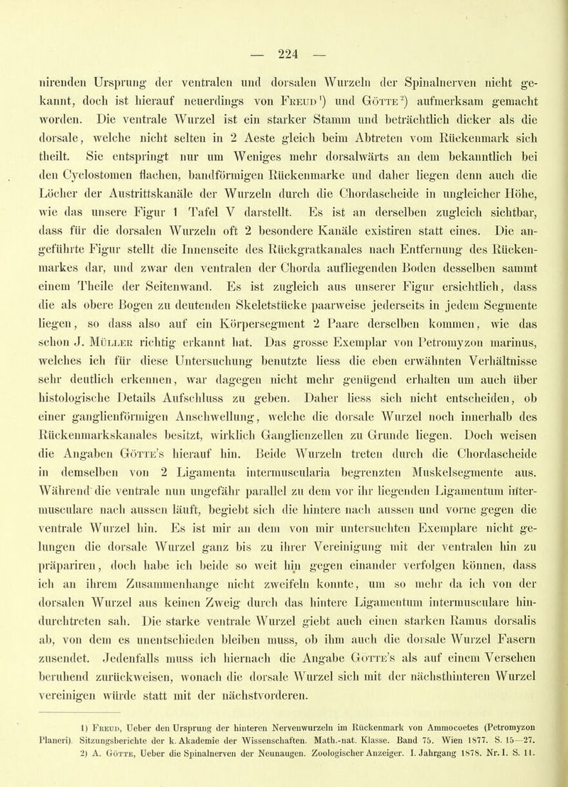 lürendeii Ursprung- der ventralen und dorsalen Wurzeln der Spinalnerven nicht ge- kannt, doch ist hierauf neuerdings von Feeud') und Götte-) aufmerksam gemacht worden. Die ventrale Wurzel ist ein starker Stamm und beträchtlich dicker als die dorsale, welche nicht selten in 2 Aeste gleich beim Abtreten vom Rückenmark sich theilt. Sie entspringt nur um Weniges mehr dorsalwärts an dem bekanntlich bei den Cyclostomen flachen, bandförmigen Rückenmarke und daher liegen denn auch die Löcher der Austrittskanäle der Wurzeln durch die Chordascheide in ungleicher Höhe, wie das unsere Figur 1 Tafel V darstellt. Es ist an derselben zugleich sichtbar, dass für die dorsalen Wurzeln oft 2 besondere Kanäle existiren statt eines. Die an- geführte Figur stellt die Innenseite des Rückgratkanales nach Entfernung des Rücken- markes dar, und zwar den ventralen der Chorda aufliegenden Boden desselben sammt einem Theile der Seitenwand. Es ist zugleich aus unserer Figur ersichtlich, dass die als obere Bogen zu deutenden Skeletstücke paarweise jederseits in jedem Segmente liegen, so dass also auf ein Körpersegment 2 Paare derselben kommen, wie das schon J, Müller richtig erkannt hat. Das grosse Exemplar von Petromyzon marinus, welches ich für diese Untersuchung benutzte liess die eben erwähnten Verhältnisse sehr deutlich erkennen, war dagegen nicht mehr genügend erhalten um auch über histologische Details Aufschluss zu geben. Daher liess sich nicht entscheiden, ob einer ganglienförmigen Anschwellung, welche die dorsale Wurzel noch innerhalb des Rückenmarkskanales besitzt, wirklich Ganglienzellen zu Grunde liegen. Doch weisen die Angaben Götte's hierauf hin. Beide Wurzeln treten durch die Chordascheide in demselben von 2 Ligamenta intermuscularia begrenzten Muskelsegmente aus. Während die ventrale nun ungefähr parallel zu dem vor ihr liegenden Ligamentum iüter- musculare nach aussen läuft, begiebt sich die hintere nach aussen und vorne gegen die ventrale Wurzel hin. Es ist mir an dem von mir untersuchten Exemplare nicht ge- lungen die dorsale Wurzel ganz bis zu ihrer Vereinigung mit der ventralen hin zu präpariren, doch habe ich beide so weit hin gegen einander verfolgen können, dass ich an ihrem Zusammenhange nicht zweifeln konnte, um so mehr da ich von der dorsalen Wurzel aus keinen Zweig durch das hintere Ligamentum intermusculare hin- durchtreten sah. Die starke ventrale Wurzel giebt auch einen starken Ramus dorsalis ab, von dem es unentschieden bleiben muss, ob ihm auch die dorsale Wurzel Fasern zusendet. Jedenfalls muss ich hiernach die Angabe Götte's als auf einem Versehen beruhend zurückweisen, wonach die dorsale Wurzel sich mit der nächsthinteren Wurzel vereinigen würde statt mit der nächstvorderen. 1) Fkeud, Ueber den Ursprung der hinteren Nervenwurzeln im Rückenmark von Ammocoetes (Petromyzon Pianeri). Sitzungsberichte der k. Akademie der Wissenschaften. Math.-nat. Klasse. Band 75. Wien 1S77. S. 15—27. 2) A. Götte, Ueber die Spinalnerven der Neunaugen. Zoologischer Anzeiger. I.Jahrgang 1878. Nr. I. S. 11.