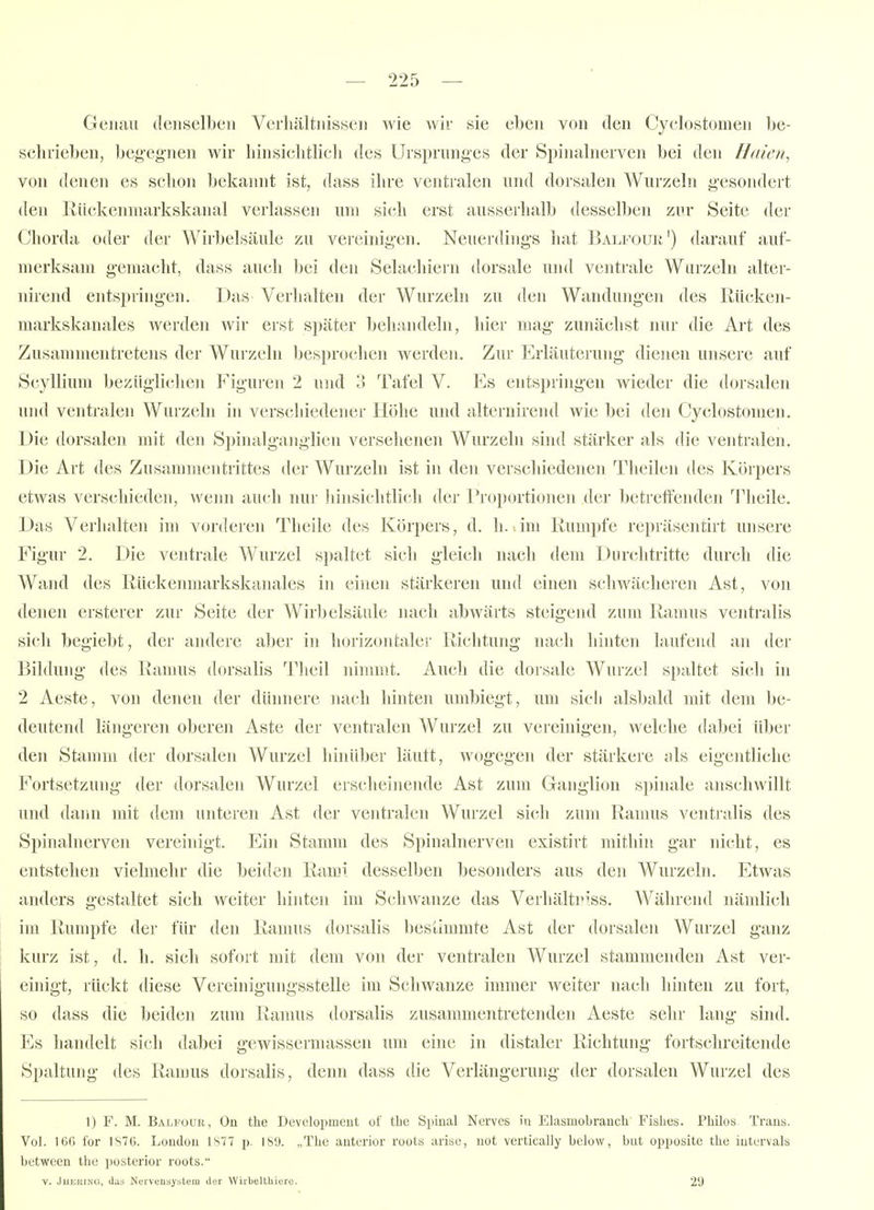 Gciinii ilcuselbeii Verhältnissen wie wir sie eben von den Cyclustomen be- sclirieben, begegnen wir Linsielitlicli des Ursprunges der Spinalnerven bei den Haien, von denen es sclion bekannt ist, dass ihre ventralen und dorsalen Wurzeln g-esondert den Rückenmarkskanal verlassen um sich erst ausserhalb desselben zur Seite der Chorda oder der Wirbelsäule zu vereinigen. Neuerding-s hat BalI'^ouk') darauf auf- merksam g'emacht, dass auch bei den Selachiern dorsale und ventrale Wurzeln alter- nirend entspringen. Das Verhalten der Wurzeln zu den Wandungen des llUcken- markskanales werden wir erst später behandeln, hier mag zunächst nur die Ali des Zusammentretens der Wurzeln besprochen werden. Zur Erläuterung dienen unsere auf Scyllium bezüglichen Figuren 2 und '^ Tafel V. Es entspringen wieder die dorsalen und ventralen Wurzeln in verschiedener Höhe und alternirend wie bei den Cyclostonien. Die dorsalen mit den Spinalganglien versehenen Wurzeln sind stärker als die ventralen. Die Art des Zusammentrittes der Wurzeln ist in den verschiedenen Theilen des Körpers etwas verschieden, wenn auch nur hinsichtlich der Proportionen der betreffenden Theile. Das Verhalten im vorderen Theile des Körpers, d. h. lim Rumpfe repräsentirt unsere Figur 2. Die ventrale Wurzel sjjaltet sich gleich nach dein Dunditritte durch die Wand des Rückenmarkskanales in einen stärkeren und einen schwächeren Ast, von denen ersterer zur Seite der Wirbelsäule nach abwärts steigend zum Ramus ventralis sich begiebt, der andere aber in horizontaler Richtung nach hinten laufend an der Bildung des Ramus dorsalis Theil nimmt. Auch die dorsale Wurzel spaltet sich in 2 Aeste, von denen der dünnere nach hinten umbiegt, um sich alsbald mit dem be- deutend längeren oberen Aste der ventralen Wurzel zu vereinigen, welche dabei über den Stamm der dorsalen AVurzel hinüber läutt, wogegen der stärkere jils eigentliche Fortsetzung der dorsalen Wurzel erscheinende Ast zum Ganglion spinale anschwillt und dann mit dem unteren Ast der ventralen Wurzel sich zum Ramus ventralis des Spinalnerven vereinigt. Ein Stamm des Spinalnerven existirt mithin gar nicht, es entstehen vielmehr die beiden Rami desselben besonders aus den Wurzeln. Etwas anders gestaltet sich weiter hinten im Schwänze das Veihältn^ss. Während nämlich im Rumpfe der für den Ramus dorsalis bestimmte Ast der dorsalen Wurzel ganz kurz ist, d. h. sich sofort mit dem von der ventralen Wurzel stammenden Ast ver- einigt, rückt diese Vereinigungsstelle im Schwänze immer weiter nach hinten zu fort, so dass die beiden zum Ramus dorsalis zusammentretenden Aeste sehr lang sind. Es handelt sich dabei gewissermassen um eine in distaler Richtung fortschreitende Spaltung des Ramus dorsalis, denn dass die Verlängerung der dorsalen Wurzel des 1) F. M. Balfoür, On the Development of the Spinal Nerves in Elasmobranch Fisiies. Philos Trans. Vol. ICG i'or 1S7Ü. London 1877 p. 189. „Tlie anterior roots arise, not vertically below, bat opposite the iutervals bctween the posterior roots. V. JuEitiNG, (Iiis Nervensystem der Wirbeltliiere. 29