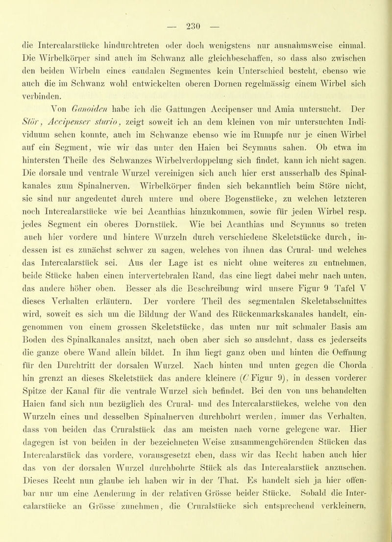 die IntercalarstUcke hiiidnrclitreten oder docli wenigstens nur ansnalimsweise einmal. Die Wirbelkörper sind ancli im Schwanz alle gleiclibescliaffen, so dass also zwischen den beiden Wirbeln eines candalen Segmentes kein Unterschied besteht, ebenso wie auch die im Schwanz wohl entwickelten oberen Dornen regelmässig einem Wirbel sich verbinden. Von Ganoiden habe ich die Gattungen Accipenser und Amia untersucht. Der Stör, Accipenser sturio, zeigt soweit ich an dem kleinen von mir untersuchten Indi- viduum sehen konnte, auch im Schwänze ebenso wie im Rumpfe nur je einen Wirbel auf ein Segment, wie wir das unter den Haien bei Scymnus sahen. Ob etwa im hintersten Theile des Schwanzes Wirbelverdoppelung sich findet, kann ich nicht sagen. Die dorsale und ventrale Wurzel vereinigen sich auch hier erst ausserhalb des Spinal- kanales zum Spinalnerven. Wirbelkörper finden sich bekanntlich beim Störe nicht, sie sind nur angedeutet durch untere und obere Bogenstücke, zu welchen letzteren noch Intercalarstücke wie bei Acanthias hinzukommen, sowie für jeden Wirbel resp. jedes Segment ein oberes Dornstück. Wie bei Acanthias und Scymnus so treten auch hier vordere und hintere Wurzeln durch verschiedene Skeletstücke durch, in- dessen ist es zunächst schwer zu sagen, welches von ihnen das Crural- und welches das Intercalarstttck sei. Aus der Lage ist es nicht ohne weiteres zu entnehmen, beide Stücke haben einen intervertebralen Rand, das eine liegt dabei mehr nach unten, das andere höher oben. Besser als die Beschreibung wird unsere Figur 9 Tafel V dieses Verhalten erläutern. Der vordere Theil des segmentalen Skeletabsclinittes wird, soweit es sich um die Bildung der Wand des Rückenmarkskanales handelt, ein- genommen von einem grossen Skeletstücke, das unten nur mit schmaler Basis am Boden des Spinalkanales ansitzt, nach oben aber sich so ausdehnt, dass es jederseits die ganze obere Wand allein bildet. In ihm liegt ganz oben und hinten die Oeffnung für den Durchtritt der dorsalen Wurzel. Nach hinten und unten gegen die Chorda hin grenzt an dieses Skeletstück das andere kleinere (6'Figur 9), in dessen vorderer Spitze der Kanal für die ventrale Wurzel sich befindet. Bei den von uns behandelten Haien fand sich nun bezüglich des Crural- und des Intercalarstückes, welche von den Wurzeln eines und desselben Spinalnerven durchbohrt werden, immer das Verhalten, dass von beiden das Cruralstück das am meisten nach vorne gelegene war. Hier dagegen ist von beiden in der bezeichneten Weise zusammengehörenden Stücken das Intercalarstück das vordere, vorausgesetzt eben, dass wir das Recht haben aucli hier das von der dorsalen Wurzel durchbohrte Stück als das Intercalarstück anzusehen. Dieses Recht nun glaube ich haben wir in der That. Es handelt sich ja hier offen- bar nur um eine Aenderung in der relativen Grösse beider Stücke. Sobald die Inter- calarstücke an Grösse zunelimen, die Cruralstücke sich entsprechend verkleinern,