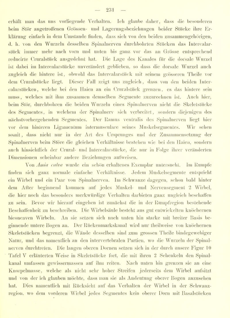 erhält man das uns vorliegende Verlialten. Ich glaube ilalier, dass die besonderen beim Stör angetroffenen Grössen- und Lagerungsbeziehungen beider Stücke ihre Er- klärung einfach in dem Umstände finden, dass sich von den beiden zusammengehörigen, d. h. von den Wurzeln desselben Spinalnerven durchbohrten Stücken das Intercalar- stück immer melir nach vorn und unten bis ganz vor das an Grösse entsprechend reducirte Cruralstück ausgedelmt hat. Die Lage des Kanales für die dorsale Wurzel ist dabei im Intercalarstücke unverändert geblieben, so dass die dorsale Wurzel auch zugleich die hintere ist, obwohl das Intercahirstück mit seinem giiisseren Theile vor dem Cruralstücke liegt. Dieser Fall zeigt uns zuglei(;h, dass von den beiden Inter- calarstücken, welche bei den llaicn an ein C^ruralstück grenzen, es das hintere sein muss, welches mit ihm zusammen demselben Segmente zuzurechnen ist. Auch hier, beim Stör, durchbohren die beiden Wurzeln eines Spinalnerven inclit die Skeletstücke des Segmentes, in welchem der Spinalnerv sich verbreitet, sondern diejenigcii des nächstvorhergehenden Segmejites. Der Ramus ventralis des Spinalnerven liegt liier vor dem hinteren Ligamentum intermusculare seines Muskelsegmentes. Wir sehen somit, dass nicht nur in der Art des Ursprunges und der Zusannnensetzung der Spimilnerven benn Störe die gleichen Verhältrdssc l>estchcn wie bei den Haien, sondern auch hinsichtlich der Crural- und Intercalarstücke, die nur in Folge ihrer veränderten Dimensionen scheiidjar andere Beziehungen aufweisen. Von Amid cdivit wurde ein schön erhaltenes Exemplar uiiteisucht. Im llumpfe finden sich ganz normale einfache Verhältnisse. Jedem Muskelsegmente entspricht ein Wirbel und ein Paai' von Spinalnerven. Im Schwänze dagegen, schon bald hinter dem After beginnend kommen auf jedes Muskel- und Nervensegnuint 2 Wirl)el, die hier noch das besonders merkwürdige Verhalten darbieten ganz ungleich l)eschaffen zu sein. Bevor wir liieraiif eingehen ist zunächst die in dei' Rumpfregion bestehende Beschaffenheit zu beschreiben. Die Wirbelsäule besteht aus gut entwickelten knöchernen biconcaven Wirbeln. An sie setzen sich nach unten liin starke mit l)reiter Basis be- ginnende untere Bogen an. Der Rückenmarkskanal wird nur theilweise von knöchernen Skeletstücken begrenzt, die AVände desselben sind zum grossen Theile bindegewebiger Natur, und das namentlich an den intervertebralen Partien, wo die Wurzeln der Spinal- nerven durchtreten. Die langen obereji Dornen setzen sich in dei' durch unsere Figur 10 Tafel V erläuterten Weise in Skeletstücke fort, die mit ihren 2 Schenkeln den Spinal- kanal umfassen gewissermassen auf ihm reiten. Nach unten hin grenzen sie an eine Knorpelmasse, welche als nicht sehr hoher Streifen jederseits dem Wirbel aufsitzt und von der ich glauben möchte, dass man sie als Andeutung oberer Bogen anzusehen hat. Dies namentlich mit Rücksicht auf das Verhalten der Wirbel in der Seliwanz- region, wo dem vorderen Wirbel Jedes Segmentes kein oberer Dorn mit Basalstücken