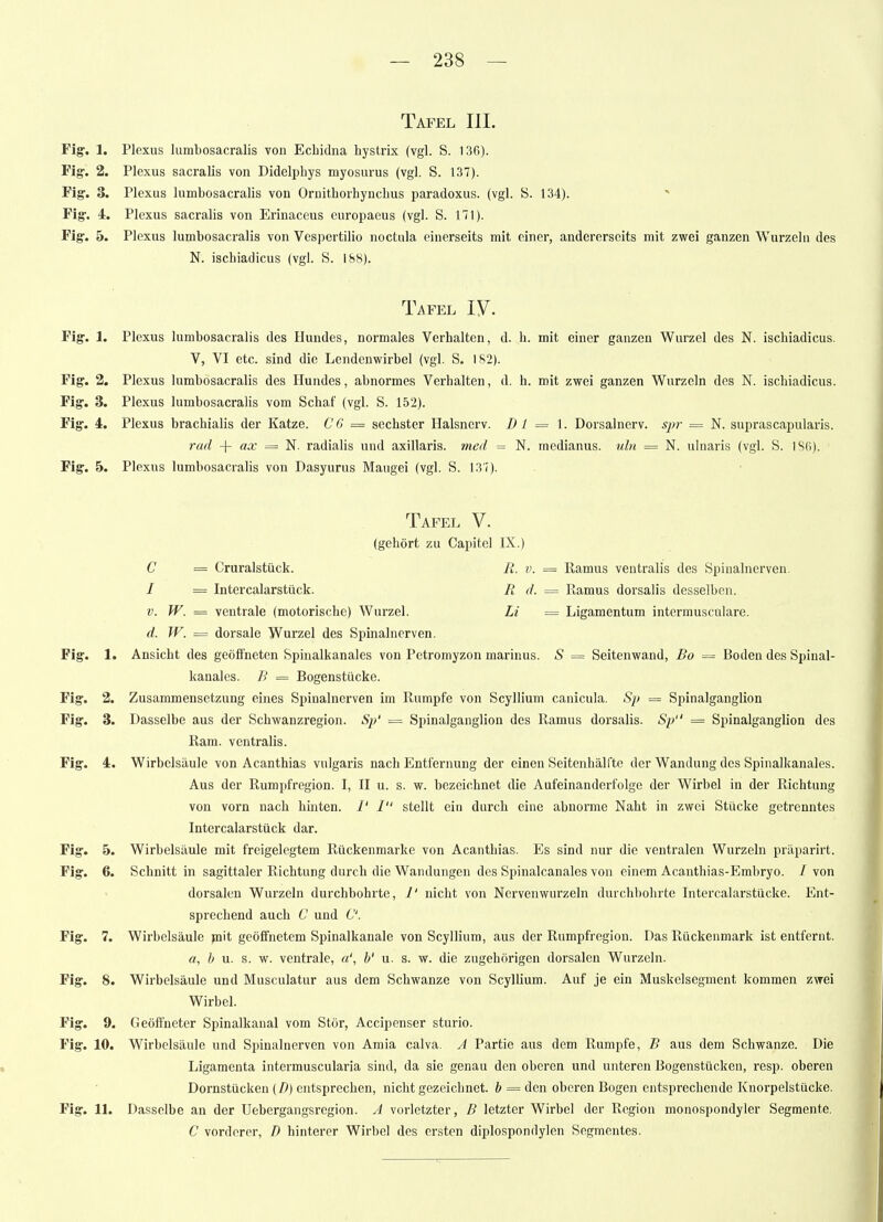 Tafel III. Fig. 1. Plexus lumbosacralis von Echidna hystrix (vgl. S. 136). Fig-. 2. Plexus sacralis von Didelphys myosurus (vgl. S. 137). Fig-. 3. Plexus lumbosacralis von Ornithorhyncbus paradoxus. (vgl. S. 134).  Fig-. 4. Plexus sacralis von Erinaceus europaeus (vgl. S. 111). Fig-. 5. Plexus lumbosacralis von Vespertilio noctiila einerseits mit einer, andererseits mit zwei ganzen Wurzeln des N. ischiadicus (vgl. S. 188). Tafel IV. Fig-. 1. Plexus lumbosacralis des Hundes, normales Verhalten, d. h. mit einer ganzen Wurzel des N. ischiadicus. V, VI etc. sind die Lendenwirbel (vgl. S. 182). Fig. 2, Plexus lumbosacralis des Hundes, abnormes Verhalten, d. h. mit zwei ganzen Wurzeln des N. ischiadicus. Fig-. 3. Plexus lumbosacralis vom Schaf (vgl. S. 152). Fig-. 4. Plexus brachialis der Katze. CG = sechster Halsnerv. D l = \. Dorsalnerv. = N. suprascapularis. rad -|- «a: = N. radialis und axillaris, med = N. medianus. uln = N. ulnaris (vgl. S. ISO). Fig. 5. Plexus lumbosacralis von Dasyurus Maugei (vgl. S. 137). Tafel V. (gehört zu Capitel IX.) C = Cruralstück. R. v. = Ramus ventralis des Spinalnerven. / = Intercalarstück. R d. = Ramus dorsalis desselben. V. W. = ventrale (motorische) Wurzel. Li = Ligamentum intermuscalare. d. W. = dorsale Wurzel des Spinalnerven. Fig. 1. Ansicht des geöffneten Spinalkanales von Petromyzon marinus. S = Seitenwand, Bo = Boden des Spinal- kanales. B == Bogenstücke. Fig. 2. Zusammensetzung eines Spinalnerven im Rumpfe von Scyllium canicula. Sp = Spinalganglion Fig. 3. Dasselbe aus der Schwanzregion. Sp' = Spinalganglion des Ramus dorsalis. S}) = Spinalganglion des Ram. ventralis. Fig. 4. Wirbelsäule von Acanthias vulgaris nach Entfernung der einen Seitenhälfte der Wandung des Spinalkanales. Aus der Rumpfregion. I, H u. s. w. bezeichnet die Aufeinanderfolge der Wirbel in der Richtung von vorn nach hinten. /' / stellt ein durch eine abnorme Naht in zwei Stücke getrenntes Intercalarstück dar. Fig. 5. Wirbelsäule mit freigelegtem Rückenmarke von Acanthias. Es sind nur die ventralen Wurzeln präparirt. Fig. 6. Schnitt in sagittaler Richtung durch die Wandungen des Spinalcanales von einem Acanthias-Embryo. / von dorsalen Wurzeln durchbohrte, 1' nicht von Nervenwurzeln durchbohrte Intercalarstücke. Ent- sprechend auch C und C. Fig. 7. Wirbelsäule palt geöffnetem Spinalkanale von Scyllium, aus der Rumpfregion. Das Rückenmark ist entfernt. a, b u. s. w. ventrale, a', h' u. s. w. die zugehörigen dorsalen Wurzeln. Fig. 8. Wirbelsäule und Musculatur aus dem Schwänze von Scyllium. Auf je ein Muskelsegment kommen zwei Wirbel. Fig. 9. Geöffneter Spinalkanal vom Stör, Accipenser sturio. Fig. 10. Wirbelsäule und Spinalnerven von Amia calva. A Partie aus dem Rumpfe, B aus dem Schwänze. Die Ligamenta intermuscularia sind, da sie genau den oberen und unteren Bogenstücken, resp. oberen Dornstücken (D) entsprechen, nicht gezeichnet, b = den oberen Bogen entsprechende Knorpelstücke. Fig. 11. Dasselbe an der üebergangsregion. A vorletzter, B letzter Wirbel der Region monospondyler Segmente. C vorderer, D hinterer Wirbel des ersten diplospondylen Segmentes.