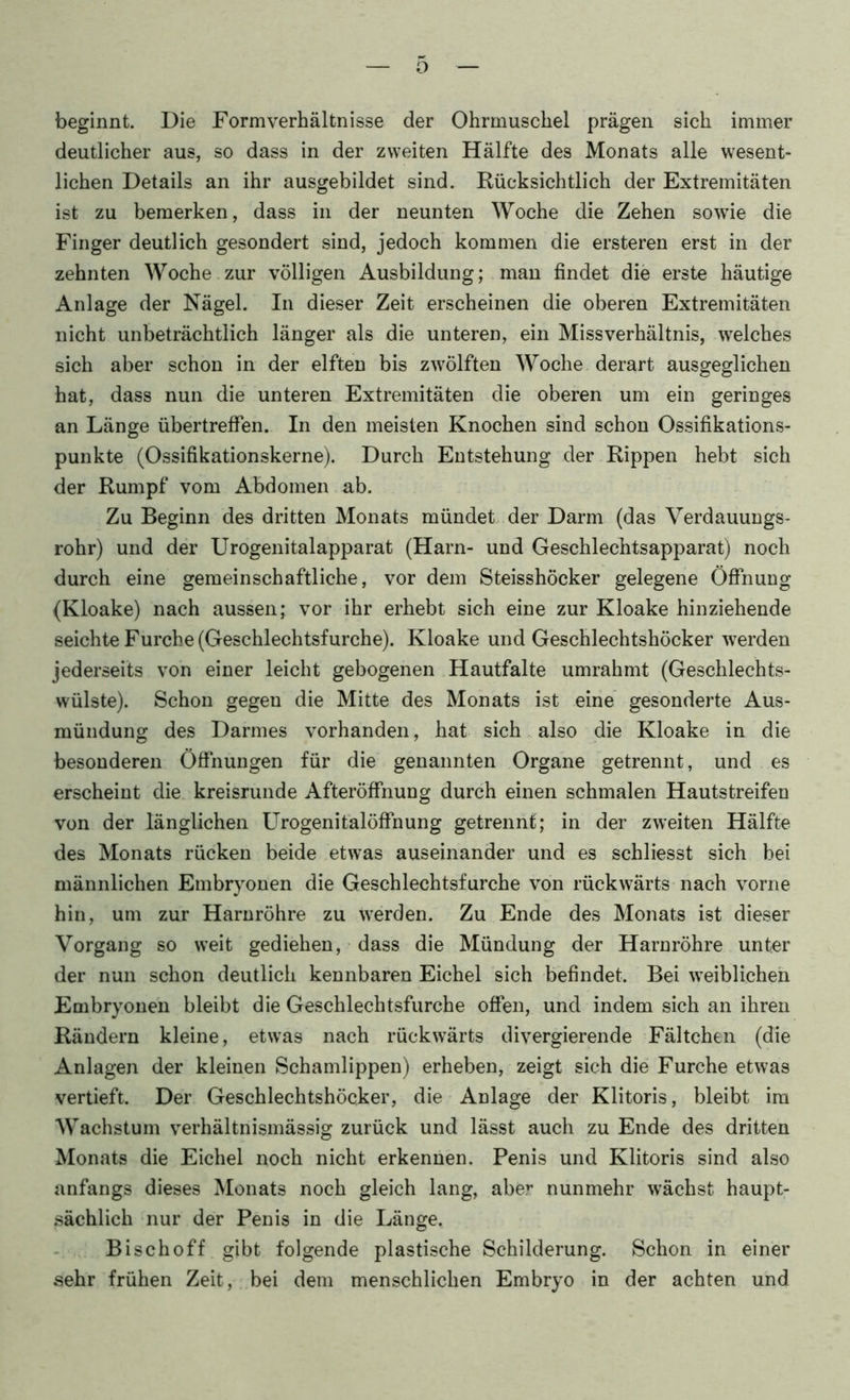 beginnt. Die Form Verhältnisse der Ohrmuschel prägen sich immer deutlicher aus, so dass in der zweiten Hälfte des Monats alle wesent- lichen Details an ihr ausgebildet sind. Rücksichtlich der Extremitäten ist zu bemerken, dass in der neunten Woche die Zehen sowie die Finger deutlich gesondert sind, jedoch kommen die ersteren erst in der zehnten Woche zur völligen Ausbildung; man findet die erste häutige Anlage der Nägel. In dieser Zeit erscheinen die oberen Extremitäten nicht unbeträchtlich länger als die unteren, ein Missverhältnis, welches sich aber schon in der elften bis zwölften Woche derart ausgeglichen hat, dass nun die unteren Extremitäten die oberen um ein geringes an Länge übertrefFen. In den meisten Knochen sind schon Ossifikations- punkte (Ossifikationskerne). Durch Entstehung der Rippen hebt sich der Rumpf vom Abdomen ab. Zu Beginn des dritten Monats mündet, der Darm (das Verdauungs- rohr) und der Urogenitalapparat (Harn- und Geschlechtsapparat) noch durch eine gemeinschaftliche, vor dem Steisshöcker gelegene Öffnung (Kloake) nach aussen; vor ihr erhebt sich eine zur Kloake hinziehende seichte Furche (Geschlechtsfurche). Kloake und Geschlechtshöcker werden jederseits von einer leicht gebogenen Hautfalte umrahmt (Geschlechts- wülste). Schon gegen die Mitte des Monats ist eine gesonderte Aus- mündung des Darmes vorhanden, hat sich also die Kloake in die besonderen Öffnungen für die genannten Organe getrennt, und es erscheint die kreisrunde Afteröffnung durch einen schmalen Hautstreifen von der länglichen Urogenitalöffnung getrennt; in der zweiten Hälfte des Monats rücken beide etwas auseinander und es schliesst sich bei männlichen Embryonen die Geschlechtsfurche von rückwärts nach vorne hin, um zur Harnröhre zu werden. Zu Ende des Monats ist dieser Vorgang so weit gediehen, dass die Mündung der Harnröhre unter der nun schon deutlich kennbaren Eichel sich befindet. Bei weiblichen Embryonen bleibt die Geschlechtsfurche offen, und indem sich an ihren Rändern kleine, etwas nach rückwärts divergierende Fältchen (die Anlagen der kleinen Schamlippen) erheben, zeigt sich die Furche etwas vertieft. Der Geschlechtshöcker, die Anlage der Klitoris, bleibt im Wachstum verhältnismässig zurück und lässt auch zu Ende des dritten Monats die Eichel noch nicht erkennen. Penis und Klitoris sind also anfangs dieses Monats noch gleich lang, abe.^ nunmehr wächst haupt- sächlich nur der Penis in die Länge. Bischoff gibt folgende plastische Schilderung. Schon in einer sehr frühen Zeit, bei dem menschlichen Embryo in der achten und