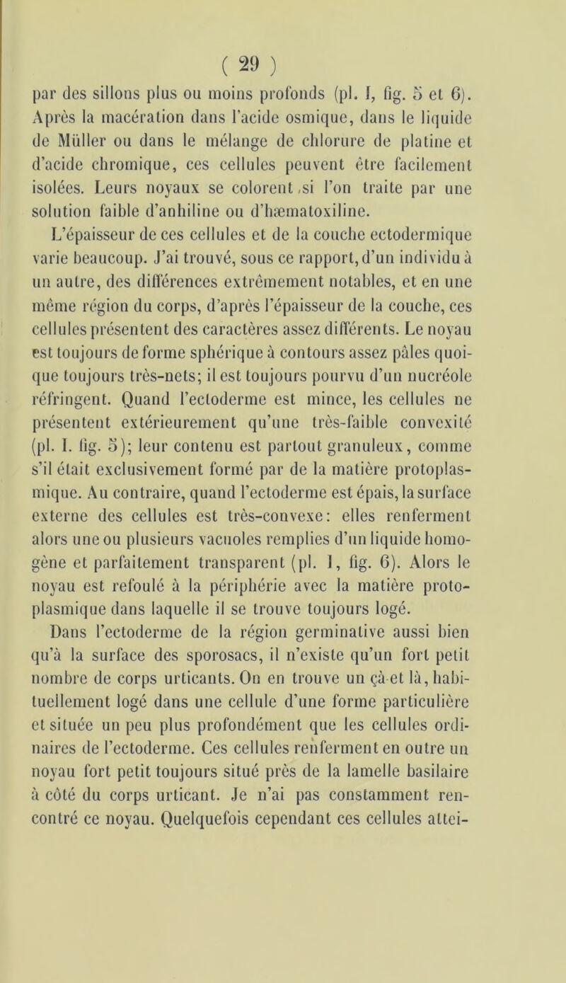 par des sillons plus ou moins profonds (pl. 1, fig, o el 6). Après la macération dans l’acide osmique, dans le li(|uide de Müller ou dans le mélange de chlorure de platine et d’acide chromique, ces cellules peuvent être facilement isolées. Leurs noyaux se colorent ,si l’on traite par une solution faible d’anhiline ou d’hæmatoxiline. L’épaisseur de ces cellules et de la couche ectodermique varie beaucoup. J’ai trouvé, sous ce rapport,d’un individu à un autre, des dilTérences extrêmement notables, et en une même région du corps, d’après l’épaisseur de la couche, ces cellules présentent des caractères assez différents. Le noyau est toujours de forme sphérique à contours assez pâles quoi- que toujours très-nets; il est toujours pourvu d’un nucréole réfringent. Quand l’ectoderme est mince, les cellules ne présentent extérieurement qu’une très-faible convexité (pl. I. lig. 5); leur contenu est partout granuleux, comme s’il était exclusivement formé par de la matière protoplas- mique. Au contraire, quand l’ectoderme est épais, la surface externe des cellules est très-convexe; elles renferment alors une ou plusieurs vacuoles remplies d’un liquide homo- gène et parfaitement transparent (pl. 1, fig. C). Alors le noyau est refoulé à la périphérie avec la matière proto- plasmique dans laquelle il se trouve toujours logé. Dans l’ectoderme de la région germinative aussi bien qu’à la surface des sporosacs, il n’existe qu’un fort petit nombre de corps urticants. On en trouve un çà et là, habi- tuellement logé dans une cellule d’une forme particulière et située un peu plus profondément que les cellules ordi- naires de l’ectoderme. Ces cellules renferment en outre un noyau fort petit toujours situé près de la lamelle basilaire à coté du corps urticant. Je n’ai pas constamment ren- contré ce noyau. Quelquefois cependant ces cellules attci-