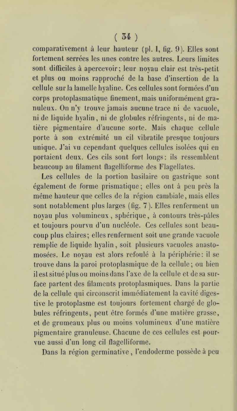 comparativement à leur hauteur (pl. I, fig. 9). Elles sont fortement serrées les unes contre les autres. Leurs limites sont difficiles à apercevoir; leur noyau clair est très-petit et plus ou moins rapproché de la hase d’insertion de la cellule sur la lamelle hyaline. Ces cellules sont formées d’un corps protoplasmatique finement, mais uniformément gra- nuleux. On n’y trouve jamais aucune trace ni de vacuole, ni de liquide hyalin, ni de globules réfringents, ni de ma- tière pigmentaire d’aucune sorte. Mais chaque cellule porte à son extrémité un cil vibratile presque toujours unique. J’ai vu cependant quelques cellules isolées qui en portaient deux. Ces cils sont fort longs: ils ressemblent beaucoup au filament ffagelliforme des Flagellâtes. Les cellules de la portion basilaire ou gastrique sont également de forme prismatique; elles ont à peu près la même hauteur que celles delà région cambiale, mais elles sont notablement plus larges (fig. 7). Elles renferment un noyau plus volumineux, sphérique, à contours très-pâles et toujours pourvu d’un nucléole. Ces cellules sont beau- coup plus claires; elles renferment soit une grande vacuole remplie de liquide hyalin, soit plusieurs vacuoles anasto- mosées. Le noyau est alors refoulé à la périphérie: il se trouve dans la paroi protoplasmique de la cellule; ou bien il est situé plus ou moins dans l'axe de la cellule et de sa sur- face partent des fdaments protoplasmiques. Dans la partie de lu cellule qui circonscrit immédiatement la cavité diges- tive le protoplasme est toujours fortement chargé de glo- bules réfringents, peut être formés d’une matière grasse, et de grumeaux plus ou moins volumineux d’une matière pigmentaire granuleuse. Chacune de ces cellules est pour- vue aussi d’un long cil ffagelliforme. Dans la région germinative, rendoderme possède à peu