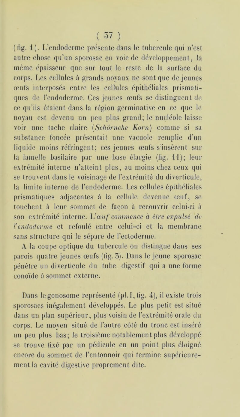 ( lig. 1 ). L’endoderme présente dans le tubercule qui n’est autre chose qu’un sporosac en voie de développement, la même épaisseur que sur tout le reste de la siirlace du corps. Les cellules à grands noyaux ne sont que de jeunes œufs interposés entre les cellules épithéliales prismati- ques de l’endoderme. Ces jeunes œufs se distinguent de ce qu’ils étaient dans la région germinative en ce que le noyau est devenu un peu plus grand; le nucléole laisse voir une tache claire {Schornclæ Korn) comme si sa substance foncée présentait une vacuole remplie d’un liquide moins réfringent; ces jeunes œufs s’insèrent sur la lamelle basilaire par une hase élargie (lig. 11); leui- extrémité interne n’atteint plus, au moins chez ceux qui se trouvent dans le voisinage de l’extrémité du diverticule, la limite interne de l’endoderme. Les cellules épithéliales prismatiques adjacentes à la cellule devenue œuf, se touchent à leur sommet de façon à recouvrir celui-ci à son extrémité interne. \^'œuf commence à être expulsé de rendoderme et refoulé entre celui-ci et la membrane sans structure qui le sépare de l’ectoderme. A la coupe oj)tique du tubercule on distingue dans ses parois quatre jeunes œufs (lig. 5). Dans le jeune sporosac pénètre un diverticule du tube digestif qui a une forme conoïde à sommet externe. Dans legonosome représenté (pl.l, lig. 4), il existe trois sporosacs inégalement développés. Le plus petit est situé dans un plan supérieur, plus voisin de l’extrémité orale du corps. Le moyen situé de l’autre côté du tronc est inséré un peu plus bas; le troisième notablement plus développé se trouve lixé par un pédicule en un point plus éloigné encore du sommet de l’entonnoir qui termine supérieure- ment la cavité digestive proprement dite.