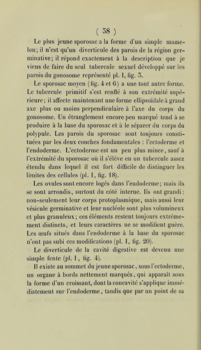 ( ^8 ) Le plus jeune sporosac a la forme d’un simple mame- lon; il n’est qu’un diverticule des parois de la région ger- minative; il répond exactement à la description que je viens de faire du seul tubercule sexuel développé sur les parois du gonosome représenté pl. I, fig. 5. Le sporosac moyen (fig. -4 et G) a une tout autre forme. Le tubercule primitif s’est renllé à son extrémité supé- rieure; il affecte maintenant une forme ellipsoïdaleà grand axe plus ou moins perpendiculaire à l’axe du corps du gonosome. Un étranglement encore peu marqué tend à se produire à la base du sporosac et à le séparer du corps du polypule. Les parois du sporosac sont toujours consti- tuées par les deux couches fondamentales : l’ectoderme et l’endoderme. L’ectoderme est un peu plus mince, sauf à l’extrémité du sporosac où il s’élève en un tubercule assez étendu dans lequel il est fort difficile de distinguer les limites des cellules (pl. I, fig. 18). Les ovules sont encore logés dans l’endoderme; mais ils se sont arrondis, surtout du côté interne. Ils ont grandi: non-seulement leur corps protoplasmique, mais aussi leur vésicule germinative et leur nucléole sont plus volumineux et plus granuleux; ces éléments restent toujours extrême- ment distincts, et leurs caractères ne se modifient guère. Les œufs situés dans l’endoderme à la base du sporosac n’ont pas subi ces modifications (pl. I, fig. !20). Le diverticule de la cavité digestive est devenu une simple fente (pl. 1, fig. -4). Il existe au sommet du jeune sporosac, sous l’ectoderme, un organe à bords nettement marqués, qui apparaît sous la forme d’un croissant, dont la concavité s’applique immé- diatement sur l’endoderme, tandis que par un point de sa