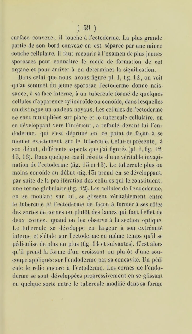 surface convexe, il touche à recloderme. La plus grande partie de son bord convexe en est séparée par une mince couche cellulaire. Il faut recourir à rexameu de plus jeunes sporosacs pour connaître le mode de formation de cet organe et pour arriver à en déterminer la signification. Dans celui que nous avons figuré pl. I, fig. 12, on voit qu’au sommet du jeune sporosac l’ectoderme donne nais- sance, à sa face interne, à un tubercule formé de quelques cellules d’ai)parencecylindroïde ou conoïde, dans lesquelles on distingue uu ou deux noyaux. I.es cellules de l’ectoderme se sont multipliées sur place et le tubercule cellulaire, en se dévelopjjant vers l’intérieur, a refoulé devant lui l’en- doderme, qui s’est déprimé en ce point de façon à se mouler exactement sur le tubercule. Celui-ci présente, à son début, différents aspects que j’ai figurés (pl. 1, fig. 12, 13, 16). Dans quelque cas il résulte d’une véritable invagi- nation de l’ectoderme (fig. 15 et 13). Le tubercule plus ou moins cono'ide au début (fig.13) prend en se développant, |)ar suite de la prolifération des cellules qui le constituent, une forme globulaire (fig. 12). Les cellules de l’endoderme, en se moulant sur lui, se glissent véritablement entre le tubercule et l’ectoderme de façon à formera ses côtés des sortes de cornes ou plutôt des lames qui font l’ofTet de (leux cornes, quand ou les observe à la section optique. I.e tubercule se développe en largeur à son extrémité interne et s’étale sur l’ectoderme en même temps qu’il se pédiculise de i)lus en plus (fig. 14 et suivantes). C’est alors qu’il prend la forme d’un croissant ou plutôt d’une sou- coupe appliquée sur l’endoderme par sa concavité, ün pédi cule le relie encore à l’ectoderme. Les cornes de l’endo- derme se sont développées progressivement en se glissant en quelque sorte entre le tubercule modifié dans sa forme