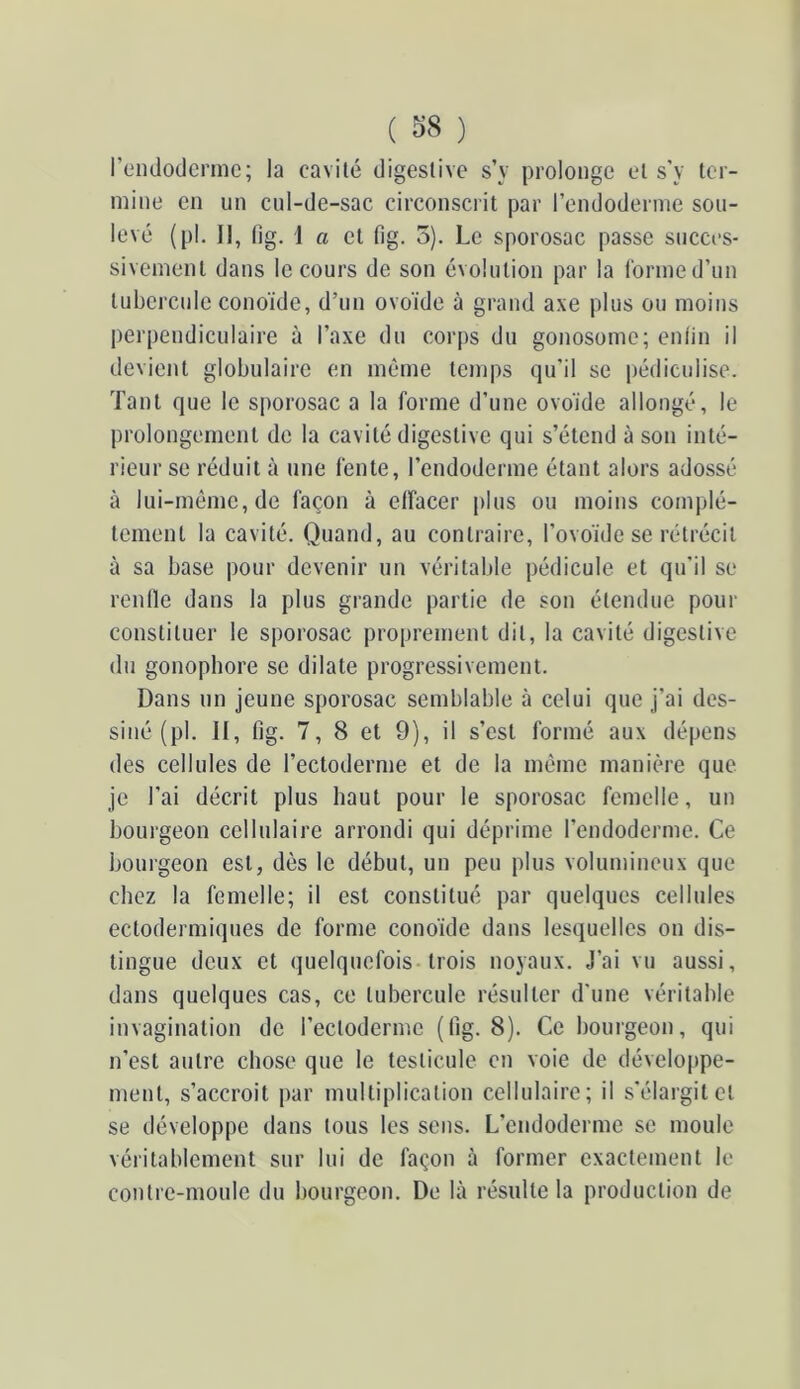 ( ) reiulodcriiic; la cavité digestive s’y prolonge et s’y ter- mine en un cul-de-sac circonsci it par l’endodernie sou- levé (pl. Il, (ig. 1 a et fig. 3). Le sporosac passe succes- sivement dans le cours de son évolution par la l'orme d’un tubercule cono'ide, d’un ovo'ide à grand axe plus ou moins perpendiculaire à l’axe du corps du gonosome; enlin il devient globulaire en même temps qu’il se i)édicnlise. Tant que le sporosac a la forme d’une ovo'ide allongé, le prolongement de la cavité digestive qui s’étend à son inté- rieur se réduit à une fente, l’endoderme étant alors adossé à lui-même, de façon à effacer jjlus ou moins complè- tement la cavité. Quand, au contraire, l’ovo'ide se rétrécit à sa base pour devenir un véritable pédicule et qu'il se renlle dans la plus grande partie de son étendue pour constituer le sporosac proprement dit, la cavité digestive du gonopbore se dilate progressivement. Dans un jeune sporosac semblable à celui que j’ai des- siné (pl. II, fig. 7, 8 et 9), il s’est formé aux dépens des cellules de l’ectoderme et de la même manière que je l'ai décrit plus haut pour le sporosac femelle, un bourgeon cellulaire arrondi qui déprime l’endoderme. Ce bourgeon est, dès le début, un peu plus volumineux que chez la femelle; il est constitué par quelques cellules ectodermiques de forme cono'ide dans lesquelles on dis- tingue deux et quelquefois-trois noyaux. J’ai vu aussi, dans quelques cas, ce tubercule résulter d'une véritable invagination de l’ectoderme (fig. 8). Ce bourgeon, qui n’est autre chose que le testicule en voie de développe- ment, s’accroît |)ar multiplication cellulaire; il s'élargit et se développe dans tous les sens. L’endoderme se moule véritablement sur lui de façon à former exactement le contre-moule du bourgeon. De là résulte la production de