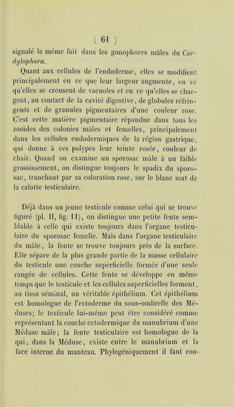 signalé le même lait dans les gonopliores mâles du Cor- dylophora. Quant aux cellules de reudoderme, elles se modifient principalement en ce que leur largeur augmente, en ce qu’elles se creusent de vacuoles et en ce qu’elles se char- gent, au contact de la cavité digestive, de globules réfrin- gents et de granules pigmentaires d’une couleur rose. C’est celte matière pigmentaire répandue dans tous les zooïdes des colonies mâles et femelles, principalement dans les cellules endodermiques de la région gastrique, qui donne à ces polypes leur teinte rosée, couleur de chair. Quand on examine un sporosac mâle â un faible grossissement, on distingue toujours le spadix du sporo- sac, tranchant par sa coloration rose, sur le blanc mat de la calotte testiculaire. Déjà dans un jeune testicule comme celui qui se trouve figuré (pl. Il, lig. Il), on distingue une petite fente sem- blable â celle qui existe toujours dans l’organe testicu- laire du sporosac femelle. Mais dans l’organe testiculaire du mâle, la fente se trouve toujours près de la surface. Elle sépare de la plus grande partie de la masse cellulaire du testicule une couche superficielle formée d’une seule rangée de cellules. Cette fente se développe en même temps que le testicule et les cellules superficielles forment, au tissu séminal, un véritable épithélium. Cet épithélium est homologue de l’ectoderme du sous-ombrelle des Mé- duses; le testicule lui-même peut être considéré comme représentant la couche ectodermique du manubrium d’une Méduse mâle; la fente testiculaire est homologue de la qui, dans la Méduse, existe entre le manubrium et la face interne du manteau. Phylogéniquement il faut cou-