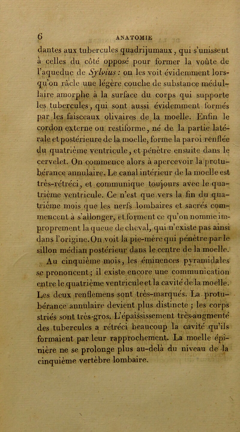 dantes aux tubercules quadrijumaux, qui s’unissent à celles du côté opposé pour former la voûte de l’aqueduc de Sjlvius : on les voit évidemment lors- qu’on racle une légère couche de substance médul- laire amorphe à la surface du corps qui supporte les tubercules, qui sont aussi évidemment formés par les faisceaux olivaires de la moelle. Enfin le cordon externe ou restiforme, né de la partie laté- rale et postérieure de la moelle, forme la paroi renflée du quatrième ventricule, et pénètre ensuite dans le cervelet. On commence alors à apercevoir la protu- bérance annulaire. Le canal intérieur de la moelle est très-rétréci, et communique toujours avec le qua- trième ventricule. Ce n’est que vers la fin du qua- trième mois que les nerfs lombaires et sacrés com- mencent à s’allonger, et forment ce qu’on nomme im- proprement la queue de cheval, qui n’existe pas ainsi dans l’origine. On voit la pie-mère qui pénètre parle sillon médian postérieur dans le centre de la moelle. Au cinquième mois, les éminences pyramidales se prononcent ; il existe encore une communication entre le quatrième ventricule et la cavité de la moelle. Les deux renfiemens sont très-marqués. La protu- bérance annulaire devient plus distincte ; les corps striés sont très-gros. L’épaississement très-augmenté des tubercules a rétréci beaucoup la cavité qu’ils formaient par leur rapprochement. La moelle épi- nière ne se prolonge plus au-delà du niveau de la cinquième vertèbre lombaire.