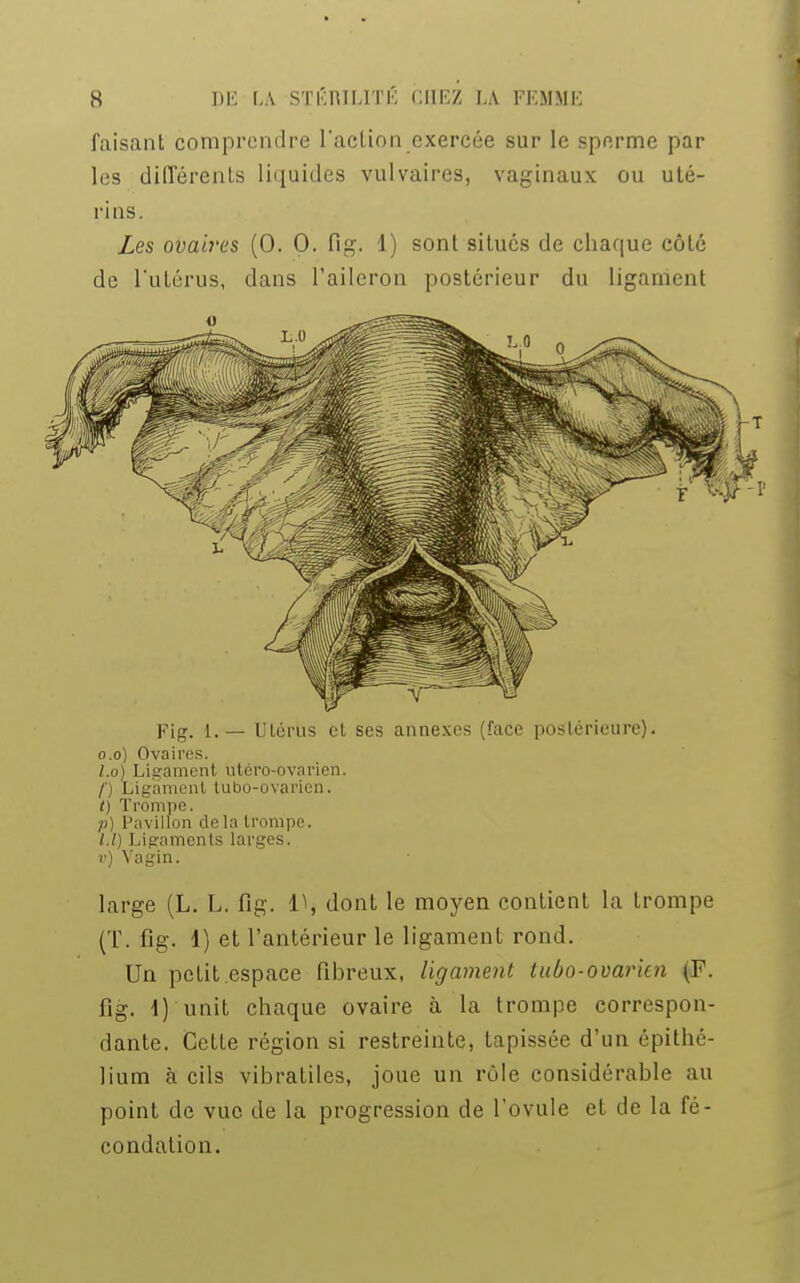 faisant comprendre l'action exercée sur le sperme par les différents liquides vulvaires, vaginaux ou uté- rins. Les ovaires (0. 0. fig. 1) sont situés de chaque côté do l'utérus, dans l'aileron postérieur du ligament o Fig. 1.— Utérus et ses annexes (face postérieure), o.o) Ovaires. 1.0) Ligament utero-ovarien. f) Ligament tubo-ovarien. 0 Trompe. p) Pavillon delà trompe. 1.1) Ligaments larges, r) Vagin. large (L. L. fig. V, dont le moyen contient la trompe (T. fig. 1) et l'antérieur le ligament rond. Un petit espace fibreux, ligament tubo-ovarien (F. fig. 1) unit chaque ovaire à la trompe correspon- dante. Cette région si restreinte, tapissée d'un épithé- lium à cils vibratiles, joue un rôle considérable au point de vue de la progression de l'ovule et de la fé- condation.