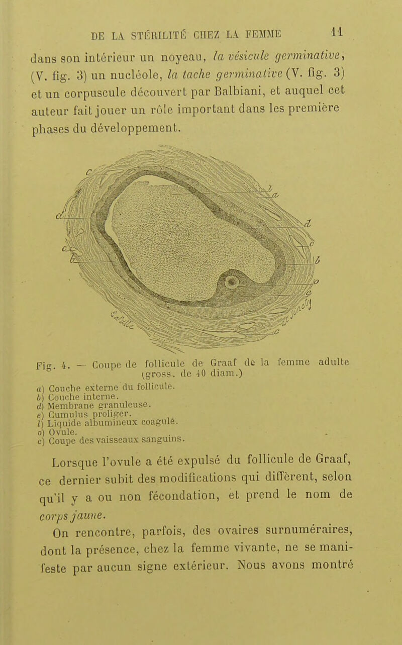 dans son intérieur un noyeau, la vésicule germinative, (V. fig. 3) un nucléole, la tache germinaiive (V. fig. 3) et un corpuscule découvert par Balbiani, et auquel cet auteur fait jouer un rôle important dans les première phases du développement. Fig. 4. — Coupe de follicule de G-raaf de la femme adulte ^gross. de 40 diam.) 0) Couche externe du follicule. b) Couche interne. d) Membrane granuleuse. e) Cumulus proliger. 1) Liquide alljumineux coagulé, o) Ovule. c) Coupe des vaisseaux sanguins. Lorsque l'ovule a été expulsé du follicule de Graaf, ce dernier subit des modifications qui diffèrent, selon qu'il y a ou non fécondation, et prend le nom de corps jaune. On rencontre, parfois, des ovaires surnuméraires, dont la présence, chez la femme vivante, ne se mani- feste par aucun signe extérieur. Nous avons montré