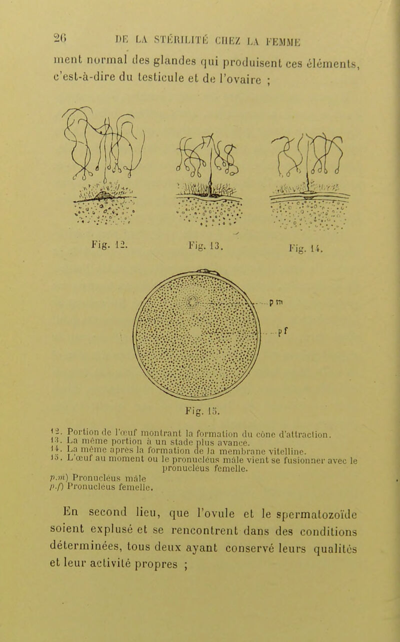 nient normal des glandes qui produisent ces éléments, c'est-à-dire du testicule et de l'ovaire ; Fi g. 18. 2. Portion de l œuf montrani la formation du cône d'attraction. 13. La même portion a un stade plus avancé. I*. Ln même après la formation de la membrane vitelline. io. L œuf au moment ou le pronucléus mâlevientse fusionner avec le pronucléus femelle. p.ni) Pronucléus mâle p.f) Pronucléus femelle. En second lieu, que l'ovule et le spermatozoïde soient explusé et se rencontrent dans des conditions déterminées, tous deux ayant conservé leurs qualités et leur activité propres ;