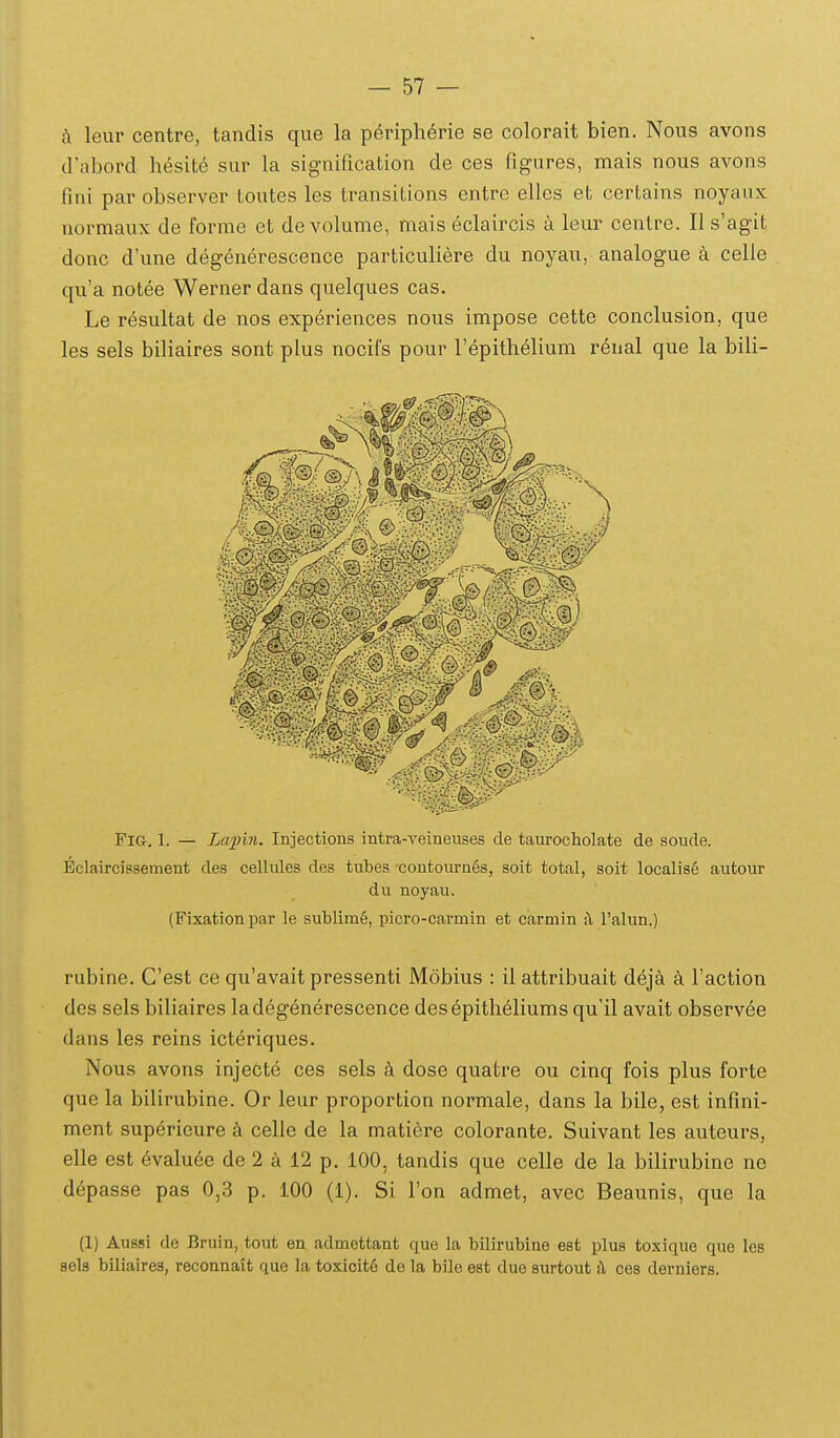 k leur centre, tandis que la peripherie se colorait bien. Nous avons crabord hesite sur la signification de ces figures, mais nous avons fini par observer toutes les transitions entre elles et certains noyaux normaux de forme et de volume, mais eclaircis a leur centre. II s'agit donc d'une degenerescence particuliere du noyau, analogue a celle qu'a notee Wernerdans quelques cas. Le resultat de nos experiences nous impose cette conclusion, que les sels biliaires sont plus nocifs pour Tepithelium renal que la bili- FiG. 1. — Lapin. Injections intra-veineuses de taurocholate de soude. Bclaircissement des cellules des tubes contournes, soit total, soit localisg autour du noyau. (Fixationpar le sublim§, picro-carmin et carmin A Talun.) rubine. Cest ce qu'avait pressenti Mobius : il attribuait deja k Faction des sels biliaires ladegenerescence desepitheliums qu'il avait observee dans les reins icteriques. Nous avons injecte ces sels a dose quatre ou cinq fois plus forte que la bilirubine. Or leur proportion normale, dans la bile, est infini- ment superieure celle de la maticre colorante. Suivant les auteurs, elle est evalu^e de 2 a 12 p. 100, tandis que celle de la bilirubine ne depasse pas 0,3 p. 100 (1). Si Fon admet, avec Beaunis, que la (1) Aussi de Bruin, tout en admettant que la bilirubine est plus toxique que les sels biliaires, reconnait que la toxicit6 de la bile est due surtout il ces derniers.