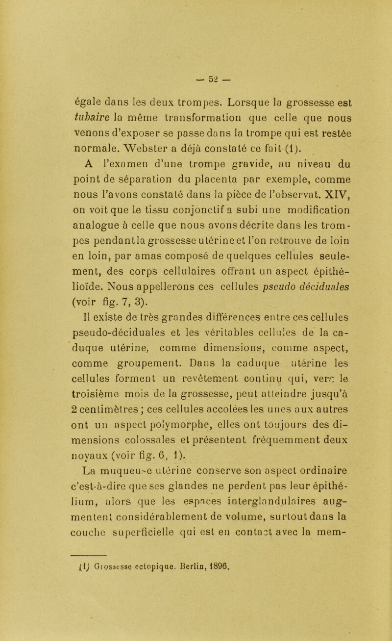 égale dans les deux trompes. Lorsque la grossesse est tubaire la même transformation que celle que nous venons d’exposer se passe dans la trompe qui est restée normale. Webster a déjà constaté ce fait (1). A l’examen d’une trompe gravide, au niveau du point de séparation du placenta par exemple, comme nous l’avons constaté dans la pièce de l’observât. XIV, on voit que le tissu conjonctif a subi une modification analogue à celle que nous avons décrite dans les trom- pes pendant la grossesse utérine et l’on retrouve de loin en loin, par amas composé de quelques cellules seule- ment, des corps cellulaires offrant un aspect épithé- lioïde. Nous appellerons ces cellules pscudo déciduales (voir fig. 7, 3). Il existe de très grandes différences entre ces cellules pseudo-déciduales et les véritables cellules de la ca- duque utérine, comme dimensions, comme aspect, comme groupement. Dans la caduque utérine les cellules forment un revêtement continu qui, ver.^ le troisième mois de la grossesse, peut atteindre jusqu’à 2 centimètres ; ces cellules accolées les unes a ux autres ont un aspect polymorphe, elles ont toujours des di- mensions colossales et présentent fréquemment deux noyaux (voir fig. 6, 1). La muqueuse utérine conserve son aspect ordinaire c’est-à-dire que ses glandes ne perdent pas leur épithé- lium, alors que les espaces interglandulaires aug- mentent considérablement de volume, surtout dans la couche superficielle qui est en contact avec la mem- (D GioSdtsse ectopique. Berlin, 1896.