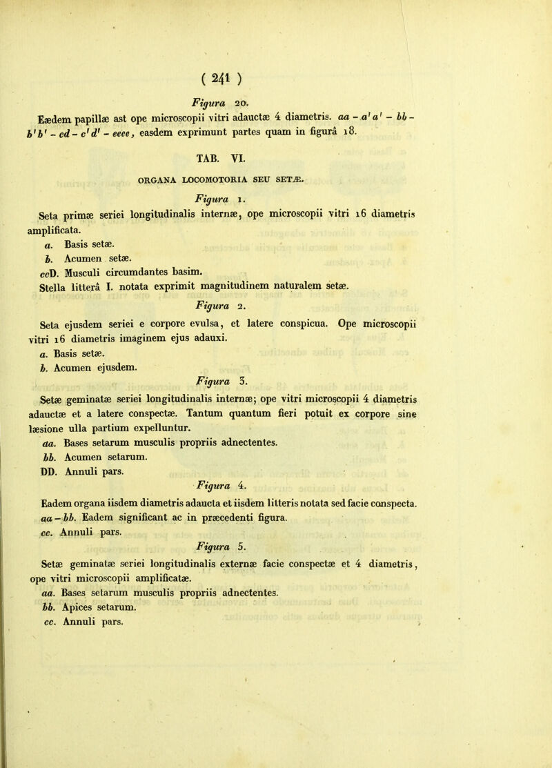 Figura 20. Esedempapillae ast ope microscopii \itri adauctae 4 diametris. aa - a'a' - bb- h'b' - cd- c'd' - eeee, easdem exprimunt partes quam in figura i8. TAB. VI. ORGANA LOCOMOTORIA SEU SET^. Figura i. Seta primse seriei longitudinalis internse, ope microscopii vitri i6 diametris amplificata. a. Basis setae. h. Acumen setae. ccD. Musculi circumdantes basim. Stella littera I. notata exprimit magnitudinem naturalem setae, Figura 2. Seta ejusdem seriei e corpore evulsa, et latere conspicua. Ope microscopii vitri i6 diametris imaginem ejus adauxi, a. Basis setae, h. Acumen ejusdem. Figura 3. Setse geminatse seriei longitudinalis internse; ope vitri microscopii 4 diametris adauctae et a latere conspectae. Tantiun quantum fieri potuit ex corpore sine laesione uUa partium expelluntur. aa. Bases setarum musculis propriis adnectentes. hb. Acumen setarum. DD. Annuli pars. Figura 4. Eadem organa iisdem diametris adaucta et iisdem litteris notata sed facie conspecta. aa- bh. Eadem significant ac in prsecedenti figura. ce. Annuli pars. Figura 5. Setae geminatse seriei longitudinalis externse facie conspectse et 4 diametris, ope vitri microscopii amplificatse. aa. Bases setarum musculis propriis adnectentes. hb. Apices setarum. cc. Annuli pars.