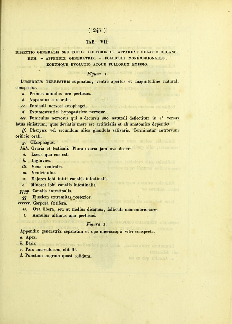 TAB. VIL DISSECTIO GENERALI8 SEU TOTIUS CORPORIS UT APPAREAT RELATIO ORGANO- RUM. - APPENDIX GENERATRIX. - FOLLICULI MONEMBRIONARES, EORUMQUE EVOLUTIO ATQUE PULLORUM EMISSIO. Figura i. LuMBRicus TERRESTRis supinatus, ventre apertus et magnitudine naturali conspectus. a. Primus annulus ore pertusus. h. Apparatus cerebralis. cc. Funiculi nervosi cesophagei. d. Extumescentiae hypogastricae nervosse. eee. Funiculus nervosus qui a decursu suo naturali deflectitur in e' versus latus sinistrum, quae deviatio mere est artificialis et ab anatomico dependet. ff. Pharynx vel secundum alios glandula salivaris. Terminatur antrorsuni orificio orali. y, OEsophagus. hhh. Ovaria et testiculi. Plura ovaria jam ova dedere. i. Locus quo cor est. h. Ingluvies. lll. Vena ventralis. m. Ventriculus. n. Majores lobi initii canalis intestinalis. o. Minores lobi canalis intestinalis. pppp. Canalis intestinalis. qq. Ejusdem extremitaSj posterior. rrrrrr. Corpora feetifera. ss. Ova libera, seu ut melius dicaraus, folliculi monembrionares. Annulus ultimus ano pertusus. Figura 2. Appendix generatrix separatim et ope microscopii vitri conspecta. a. Apex. h. Basis. c. Pars musculorum clitelli. d. Punctum nigrum quasi solidum.