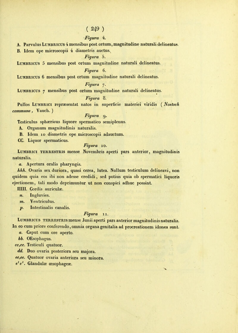 Figitra 4, A. Parvulus Lumbricus 4 mensibus post ortum, magnitudine naturali delineatus. B. Idem ope microscopii 4 diametris auctus.^ Figura 5. LuMBRicus 5 mensibus post ortum magnitudine naturali delineatus. Figura 6. LuMBRicus 6 mensibus post ortum magnitudine naturali delineatus. Figura 7. LuMBRiCUS 7 mensibus post ortum magnitudine naturali delineatus. Figura 8. Pullos LuMBRici repraesentat natos in superficie materiei viridis ( Nostoch commune, Vauch. ) Figura 9. Testiculus sphsericus liquore spermatico semiplenus. A. Organum magnitudinis naturalis. B. Idem 10 diametris ope microscopii adauctum. CC. Liquor spermaticus. Figura 10. LuMBRici TERRESTRis mcnsc Novembris aperti pars anterior, magnitudinis naturalis. ' a. Apertura oralis pharyngis. hhh. Ovaria sex duriora, quasi cerea, lutea. Nullum testiculum delineavi, non quidem quia eos ibi non adesse credidi, sed potius quia ob spermatici liquoris ejectionem, tali modo deprimuntur ut non conspici adhuc possint. IIIII. Cordis auriculae. n. Ingluvies. m. Ventriculus. f. Intestinalis canalis. Figura 11. LuMBRicus TERRESTRis mense Juniiaperti pars anterior magnitudinis naturalis. In eo cum priore conferendo, omnia organa genitalia ad procreationem idonea sunt. a. Caput cum ore aperto. hh. OEsophagus. cc,cc. Testiculi quatuor. dd. Duo ovaria posteriora seu majora. e6,ee. Quatuor ovaria anteriora seu minora. e'e'. Glandulee cesophagese.