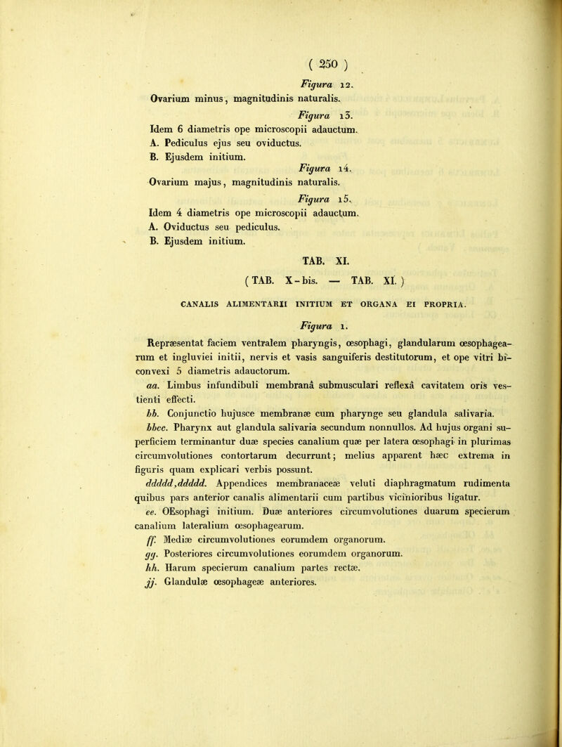 Figura 12. Ovarium minus, magnitudinis naturalis. Figura i3. Idem 6 diametris ope microscopii adauctum. A. Pediculus ejus seu oviductus. B. Ejusdem initium. Figura i4. Ovarium majus, magnitudinis naturalis. Figura i5. Idem 4 diametris ope microscopii adauctum. A. Oviductus seu pediculus. B. Ejusdem initium. TAB. XI. (TAB. X-bis. — TAB. XI.) GANALIS ALIMENTARII INITIUM ET ORGANA EI PROPRIA. Figura 1. Reprsesentat faciem ventralem pliaryngis, cesophagi, glandularum oesophagea- rum et ingluviei initii, nervis et vasis sanguiferis destitutorum, et ope vitri bi- convexi 5 diametris adauctorum. aa. Limbus infundibuli membrana submusculari reflexa cavitatem oris ves- tienti effecti. hh. Conjunctio hujusce membranse cum pharynge seu glandula salivaria. hhcc. Pharynx aut glandula salivaria secundum nonnullos. Ad hujus organi su- perficiem terminantur duae species canalium quse per latera cesophagi in plurimas circumvolutiones contortarum decurrunt; melius apparent hsec extrema in figuris quam explicari verbis possunt. ddddd,ddddd. Appendices membranacese veluti diaphragmatum rudimenta quibus pars anterior canalis alimentarii cum partibus vicinioribus ligatur. ee. OEsophagi initium. Duae anteriores circumvolutiones duarum specierum canalium lateralium oesophagearum. ff. Mediae circumvolutiones eorumdem organorura. gg. Posteriores circumvolutiones eorumdem organorum. hh. Harum specierum canalium partes rectse. jj. Glandulse oesophageae anteriores.