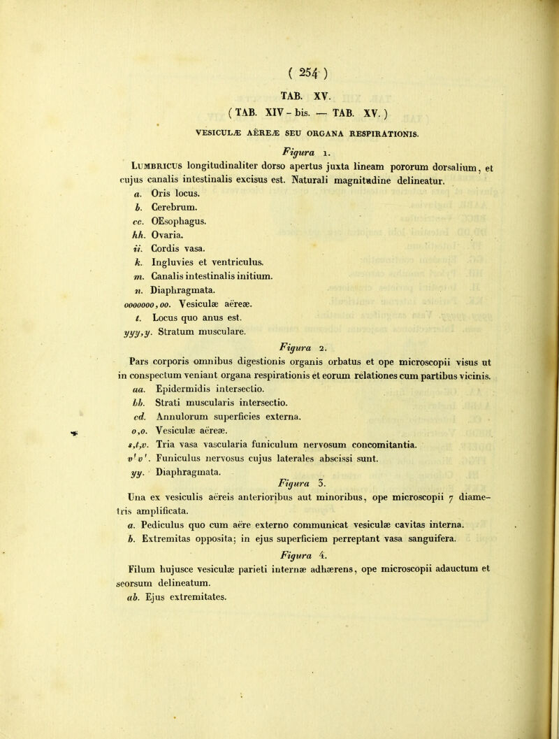 TAB. XV. ( TAB. XIV - bis. — TAB. XV.) VESICUL^ AERE^ SEU ORGANA RESPIRATIONIS. Figura 1. LuMBRicus longitudinaliter dorso apertus juxta lineam pororum dorsalium, et Gujus canalis intestinalis excisus est. Naturali magnitiadine delineatur. a. Oris locus. h. Cerebrum. cc. OEsophagus. hh. Ovaria. ii. Cordis vasa. k. Ingluvies et ventriculus. m. Canalis intestinalis initium. »}. Diaphragmata. 0000000,00. Vesiculse aerese. t. Locus quo anus est. yyy,y. Stratum musculare. Figvra 2. Pars corporis omnibus digestionis organis orbatus et ope microscopii visus ut in conspectum veniant organa respirationis et eorum relationes cum partibus vicinis, aa. Epidermidis intersectio. hh. Strati muscularis intersectio, cd. Annulorum superficies externa. 0,0. Vesiculee aereae. s,t,v. Tria vasa vascularia funiculum nervosum concomitantia. v-v'. Funiculus nervosus cujus laterales abscissi sunt. yy. Diaphragmata. Figura 3. Uua ex vesiculis aereis anterioribus aut minoribus, ope microscopii 7 diame- tris amplificata. a. Pediculus quo cum aere externo communicat vesiculae cavitas interna. b. Extremitas opposita; in ejus superficiem perreptant vasa sanguifera. Figura 4. Filum hujusce vesiculee parieti internse adhaerens, ope microscopii adauctum et seorsum delineatum. ah. Ejus extremitates.