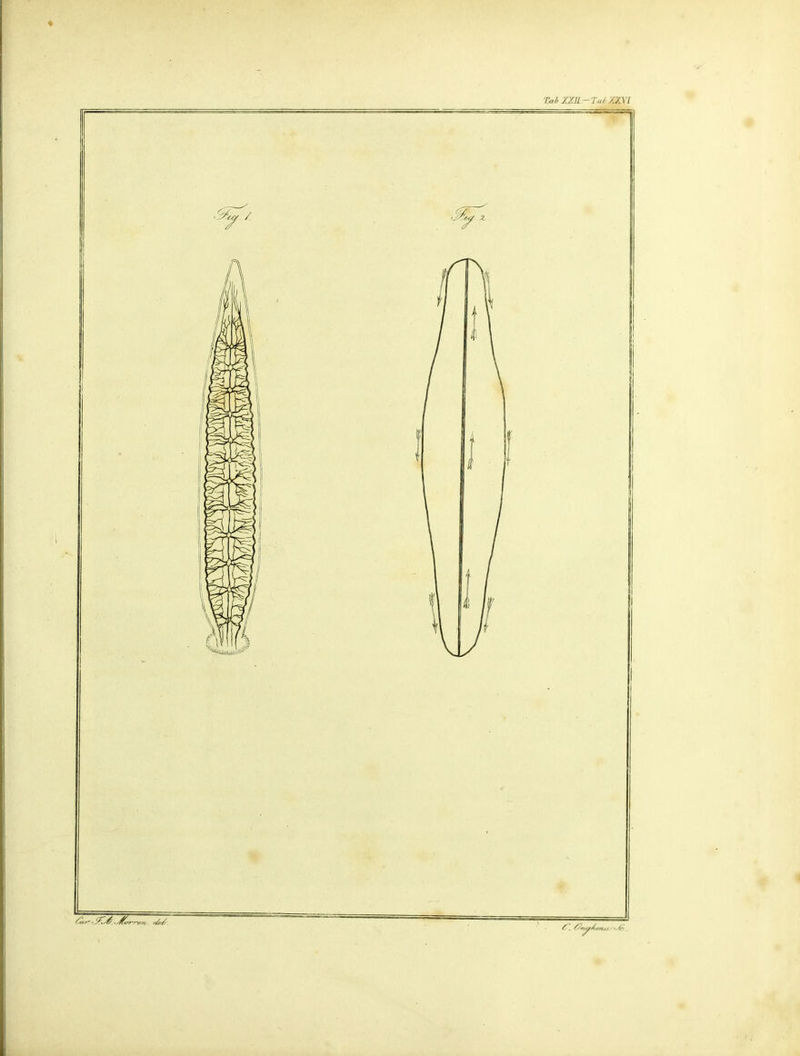 Tal' XXIL-T„J./:XVI