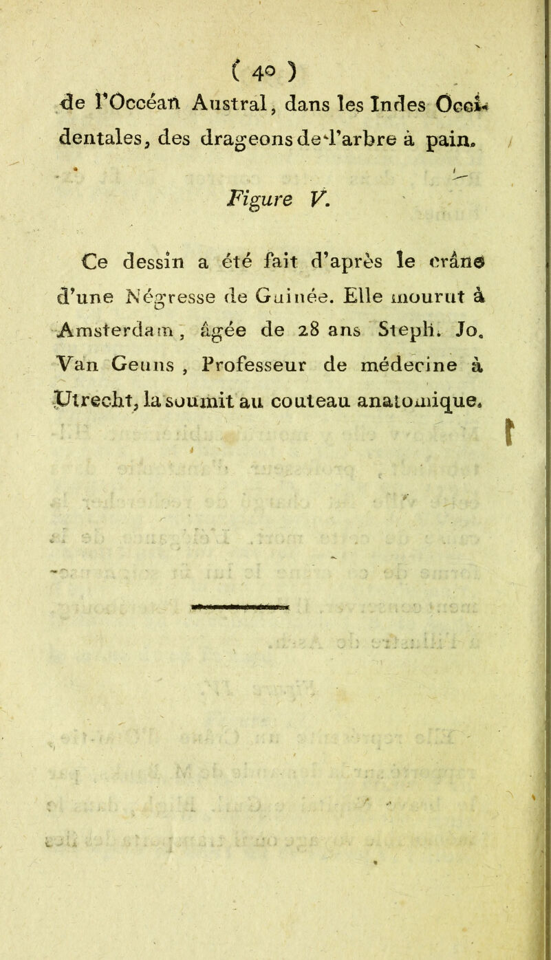 ( 4© ) de FOccéan Austral, dans les Indes Oeei* dentales, des drageons de d’arbre à pain. * I Figure V. Ce dessin a été fait d’après le cran® d’une Négresse de Guinée. Elle mourut à Amsterdam, âgée de 28 ans Steplti Jo„ Van Geuiis , Professeur de médecine à ptrecht, la soumit au couteau anatomique.