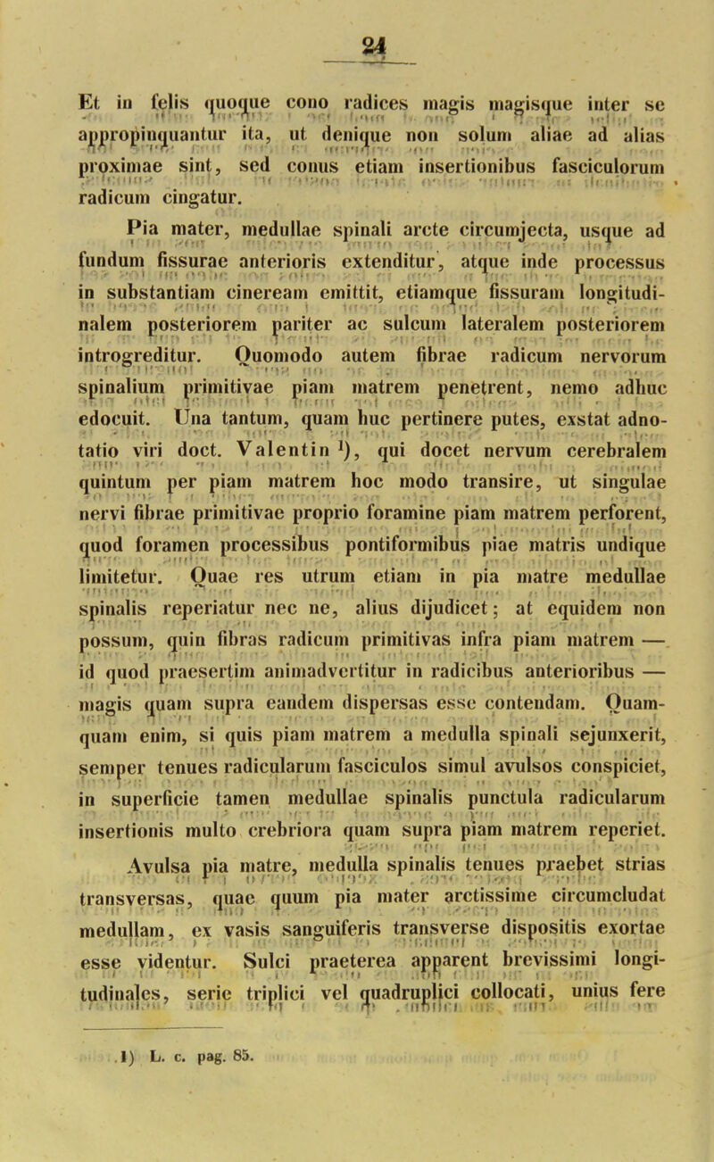 Et in (^|ls f^uo^ue coiio radiées inagis inagis(i|ue inter se appropinquantur ita, ut denique non soluni aliae ad alias proximae sint, sed conus etiam insertionibus fasciculorum radicuin cingatur. Pia mater, medullae spinali arcte circumjecta, us^ue ad fundum fissurae anterioris extenditur, atijue inde processus in substantiam cineream emittit, etiam^ue fissurani longitudi- nalem posteriorem yariter ac sulcum lateralem posteriorem introgreditur. Ouoniodo autem fibrae radicum nervorum spinalium ^riniitiyae j^iani matrem pénètrent, nemo adhuc edocuit. Ûna tantum, quain hue pertinere putes, exstat adno- tatio viri doct. Vaientin qui docet nervum cerebralem quintum |ier piam matrem hoc modo transire, ut singulae nervi fibrae primitivae proprio foramine piam matrem perforent, quod foramen processibus pontiformibiis piae matris undique limitetur. Ouae res utrum etiam in pia matre medullae spinalis reperiatur nec ne, alius dijudicet ; at equîdera non possum, c|uin fibras radicum primitivas infra piam matrem — id quod praesertim anîmadvertitur in radicibus anterioribus — magis quam supra eandem dispersas esse contendam. Ouam- quam enim, si quis piam matrem a medutla spinali sejunxerit, semper tenues radicularum fascicules simul avulsos conspiciet, in superficie tamen medullae spinalis punctula radicularum insertionis multo crebriora quam supra piam matrem repcriet. Avulsa pia matre, medulia spinalis tenues praebet strias transversas, quae quum pia mater arctissime circumcludat medullam, ex vasis sanguiferis transverse dispositis exortae esse yidentur. Sulci praetierea apprent brevissimi longi- tudinales, série triplici vel quadruplici collocati, unius fere