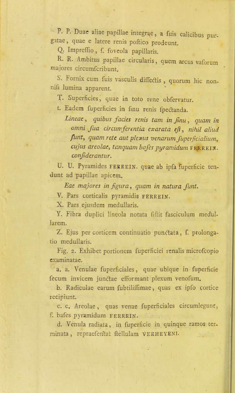 P. P. Duae aliae papillae integrae, a fuis calicibus pur- gatae, quae e latere renis poftico prodeunt. Q. Impreffio, f. foveola papillaris. R. R. Ambitus papillae circularis, quem arcus vaforum majores circumfcribunt, S. Fornix cum fuis vasculis diffeftis , quorum hic non- nifi lumina apparent. T. Superficies, quae in toto rene obfervatur. t. Eadem fuperficies in finu renis fpedanda. Lincae, quibus facies renis tam in finu, quam in omni fua circumfermtia exarata eji, nihil aliud funt, quam rete aut plexus vcnarum fupcrficialium^ cujus arcolac, tanquam bafespyramidurn fe$RREIN. conjiderantur. U. U. Pyramidcs ferrein. quae ab ipfa fuperficie ten- dunt ad papillae apicem. Eae majorcs in figura, quam in natura funt. V. Pars corticalis pyramidis ferrein. X. Pars ejusdem medullaris. Y. Fibra duplici lineola notata fiftit fasciculum medul- iarem. Z. Ejus per corticem continuutio punclata, f. prolonga- tio medullaris. Fig. 2. Exhibet portionem fuperficiei renalis microfcopio examinatae. a. a. Venulae fuperficiales, quae ubique in fuperficie fecum invicem jundtae efformant plexum venofum. b. Radiculae earum fubtiliffimae, quas ex ipfo cortice recipiunt. c. c. Areolae, quas venae fuperficiales circumlegunt, f. bafes pyramidum ferrrin. d. Venula radiata, in fuperficie in quinque ramos ter- minata, repraefenfat ftellulam verheyeni.