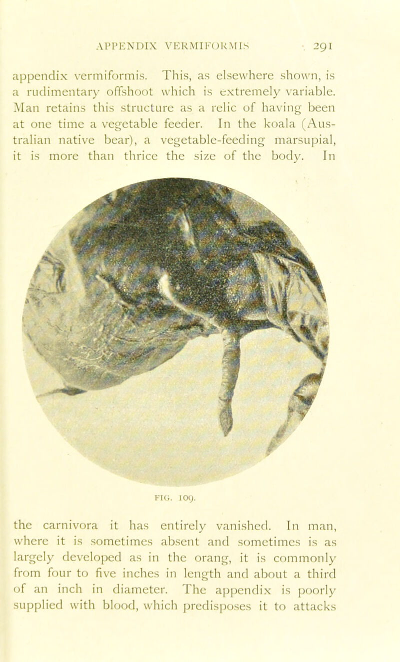 appendix vermiformis. This, as elsewhere shown, is a rudimentary offshoot which is extremely variable. Man retains this structure as a relic of having been at one time a vegetable feeder. In the koala (Aus- tralian native bear), a vegetable-feeding marsupial, it is more than thrice the size of the body. In fig. 109. the carnivora it has entirely vanished. In man, where it is sometimes absent and sometimes is as largely developed as in the orang, it is commonly from four to five inches in length and about a third of an inch in diameter. The appendix is poorly supplied with blood, which predisposes it to attacks