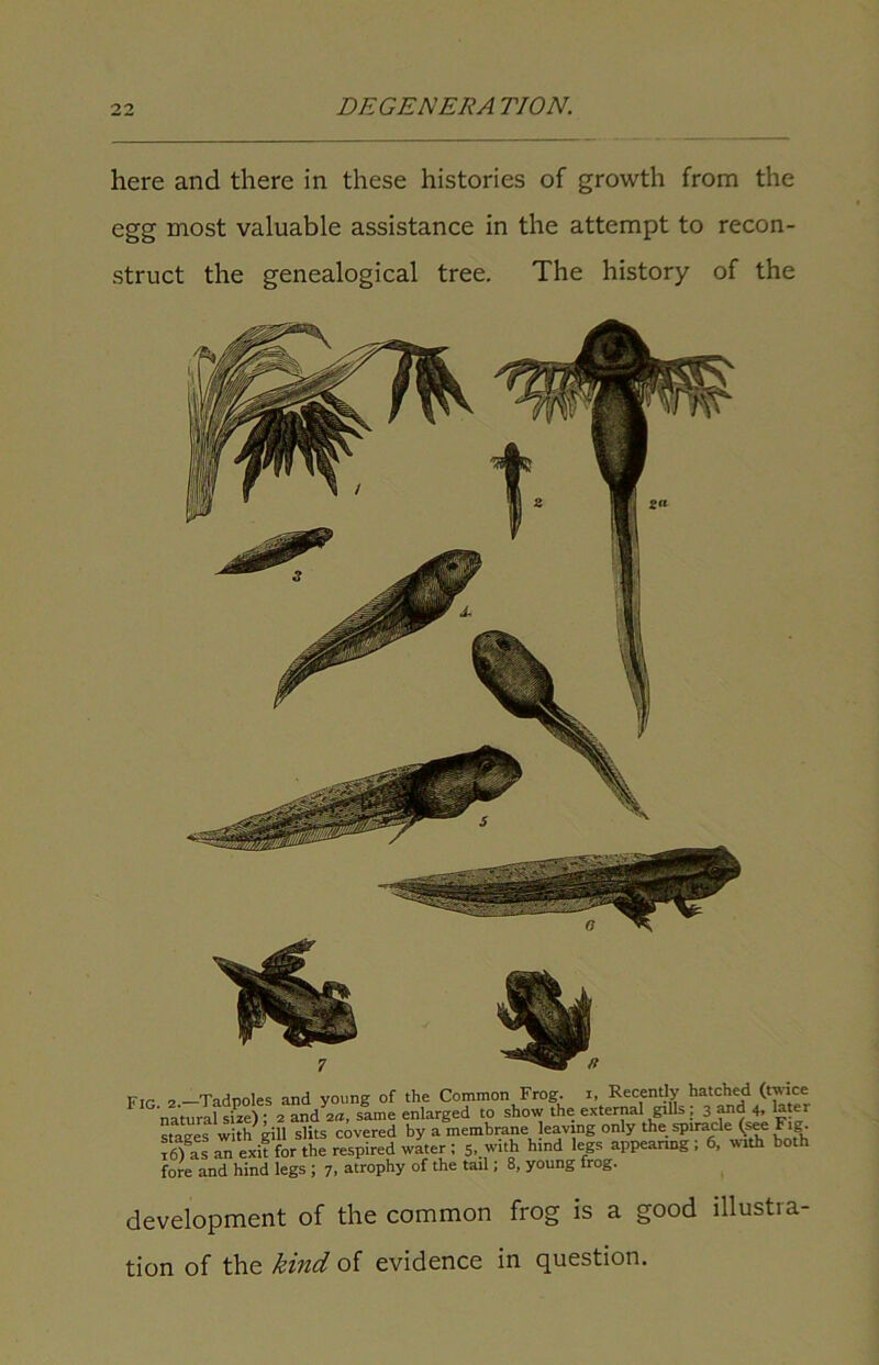 here and there in these histories of growth from the egg most valuable assistance in the attempt to recon- struct the genealogical tree. The history of the Fir C Tadnoles and young of the Common Frog. i. Recently hatched (twice naturafsize f 2 and™, slme enlarged to show the external gills ; 3 and 4, later stages with gill slits covered by a membrane eaving only the spiracle (see Fig. 16) as an exit for the respired water ; 5, with hind legs appearing ; 6, with both fore and hind legs ; 7, atrophy of the tail; 8, young frog. development of the common frog is a good illustra- tion of the kind of evidence in question.