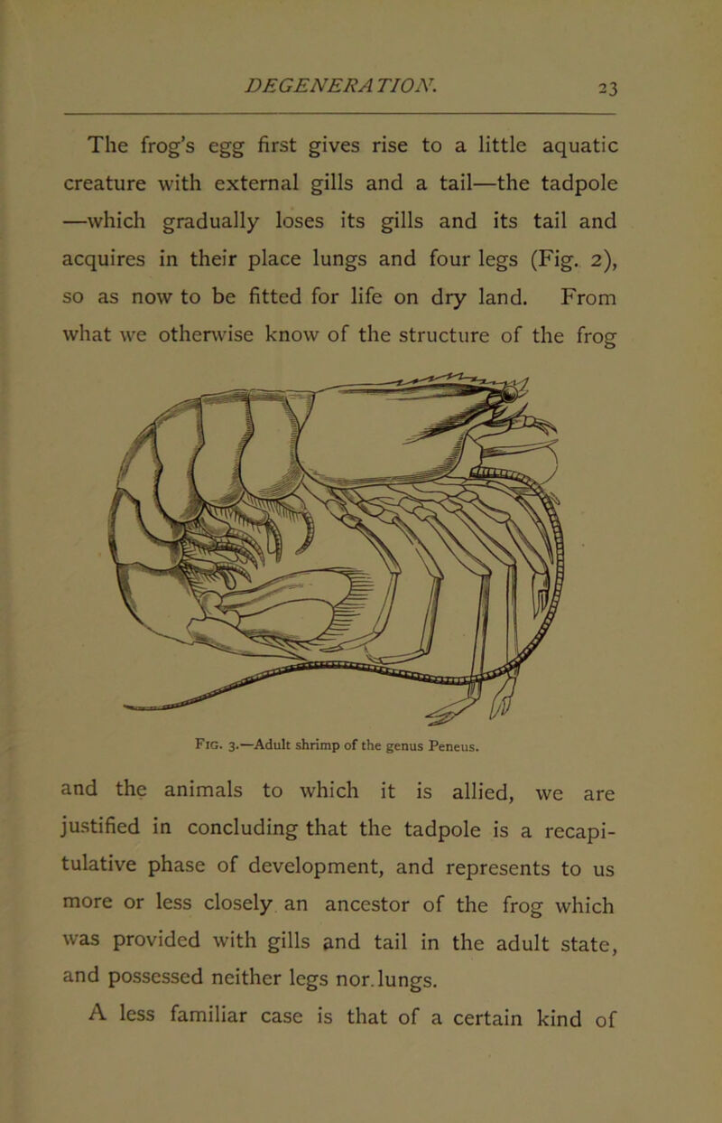 The frog’s egg first gives rise to a little aquatic creature with external gills and a tail—the tadpole —which gradually loses its gills and its tail and acquires in their place lungs and four legs (Fig. 2), so as now to be fitted for life on dry land. From what we otherwise know of the structure of the frog Fig. 3.—Adult shrimp of the genus Peneus. and the animals to which it is allied, we are justified in concluding that the tadpole is a recapi- tulative phase of development, and represents to us more or less closely an ancestor of the frog which was provided with gills and tail in the adult state, and possessed neither legs nor. lungs. A less familiar case is that of a certain kind of