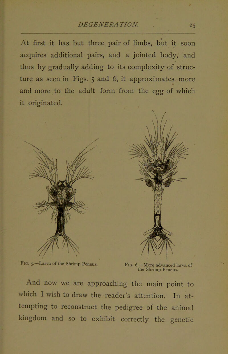 At first it has but three pair of limbs, but it soon acquires additional pairs, and a jointed body, and thus by gradually adding to its complexity of struc- ture as seen in Figs. 5 and 6, it approximates more and more to the adult form from the egg of which it originated. Fig. 6.—More advanced larva of the Shrimp Peneus. Fig. 5.—Larva of the Shrimp Peneus. And now we are approaching the main point to which I wish to draw the reader’s attention. In at- tempting to reconstruct the pedigree of the animal kingdom and so to exhibit correctly the genetic
