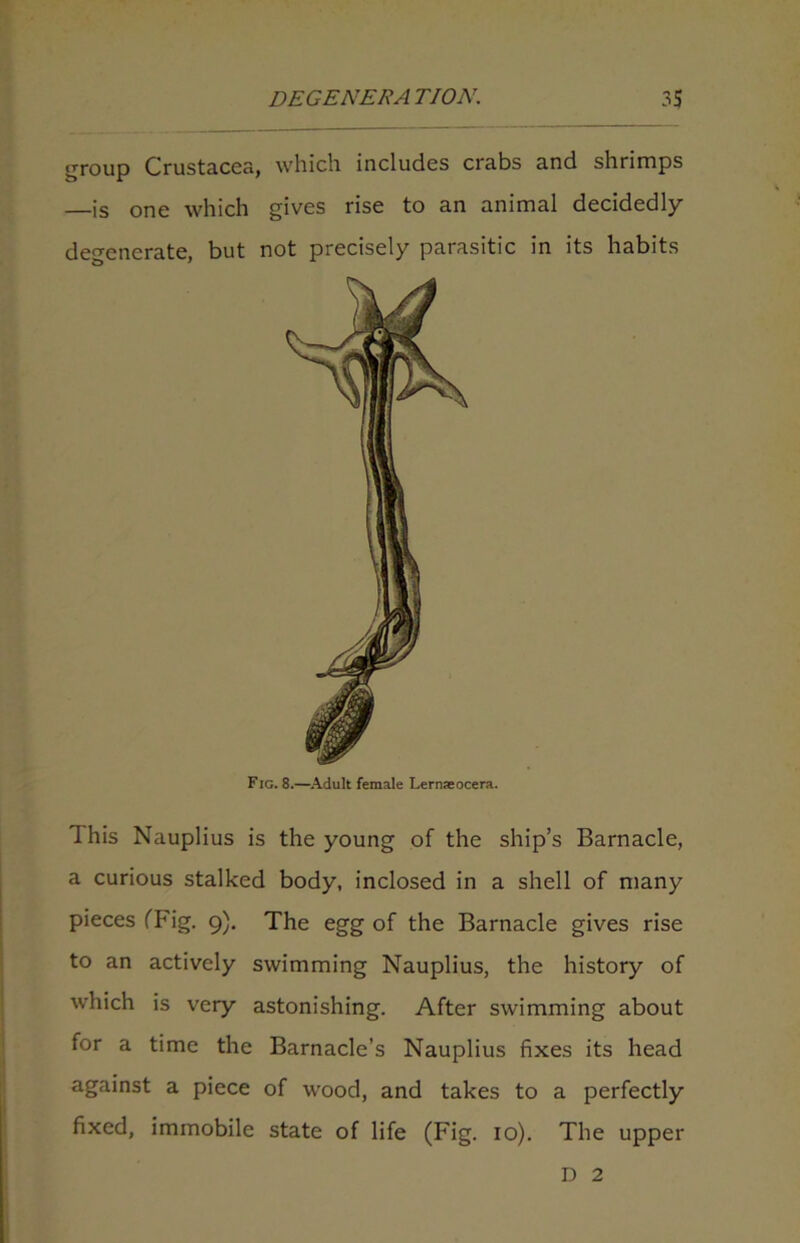 group Crustacea, which includes crabs and shrimps —is one which gives rise to an animal decidedly degenerate, but not precisely parasitic in its habits Fig. 8.—Adult female Lernaeocera. This Nauplius is the young of the ship’s Barnacle, a curious stalked body, inclosed in a shell of many pieces (Fig. 9), The egg of the Barnacle gives rise to an actively swimming Nauplius, the history of which is very astonishing. After swimming about for a time the Barnacle’s Nauplius fixes its head against a piece of wood, and takes to a perfectly fixed, immobile state of life (Fig. 10). The upper D 2