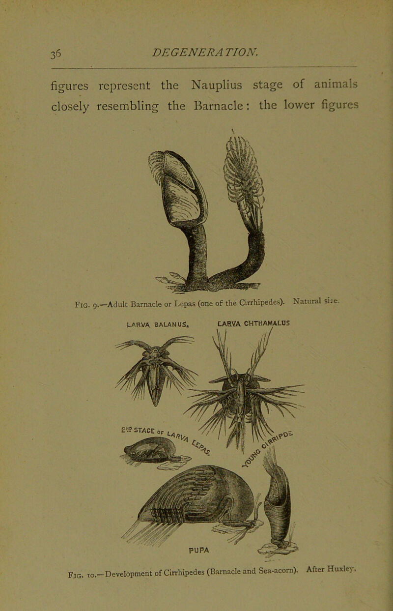 figures represent the Nauplius stage of animals closely resembling the Barnacle: the lower figures PUPA Fig. to.—Development of Cirrhipedes (Barnacle and Sea-acom). After Huxley. Fig. 9.—Adult Barnacle or Lepas (one of the Cirrhipedes). Natural sire. LARVA BALANU£4 LARVA E1!-0 STAGE op