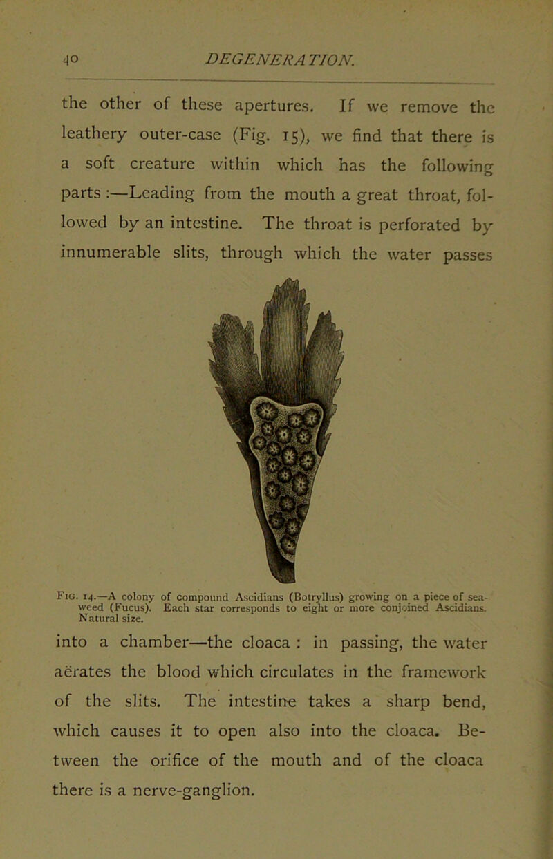 the other of these apertures. If we remove the leathery outer-case (Fig. 15), we find that there is a soft creature within which has the following parts Leading from the mouth a great throat, fol- lowed by an intestine. The throat is perforated by innumerable slits, through which the water passes Fig. 14.—A colony of compound Ascidians (Botryllus) growing on a piece of sea- weed (Fucus). Each star corresponds to eight or more conjoined Ascidians. Natural size. into a chamber—the cloaca : in passing, the water aerates the blood which circulates in the framework of the slits. The intestine takes a sharp bend, which causes it to open also into the cloaca. Be- tween the orifice of the mouth and of the cloaca there is a nerve-ganglion.