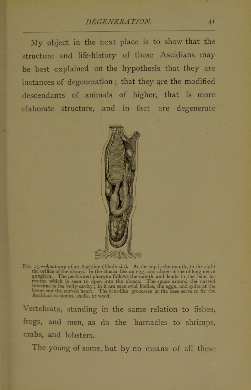 My object in the next place is to show that the structure and life-history of these Ascidians may be best explained on the hypothesis that they are instances of degeneration ; that they ^re the modified descendants of animals of higher, that is more elaborate structure, and in fact are degenerate Fig. 15.—Anatomy of an Ascidian (Phallusia). At the top is the mouth, to the right the orifice of the cloaca. In the cloaca lies an egg, and above it the oblong nerve ganglion. The perforated pharynx follows the mouth and leads to the bent in- testine which is seen to open into the cloaca; The space around the curved intestine is the body-cavity; in it are seen oval bodies, the eggs, and quite at the lower end the curved heart. The root-like processes at the base serve to fix the Ascid.an to stones, shells, or weed. Vertcbrata, standing in the same relation to fishes, frogs, and men, as do the barnacles to shrimps, crabs, and lobsters. The young of some, but by no means of all these
