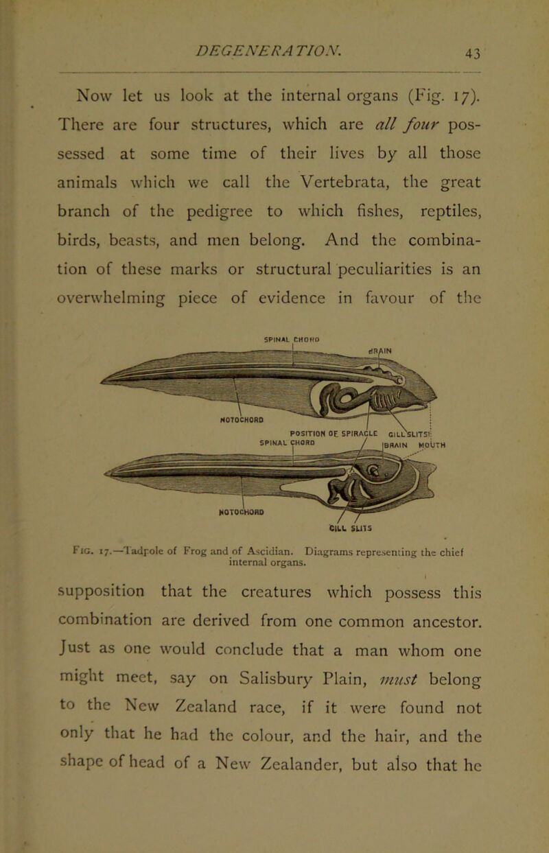 Now let us look at the internal organs (Fig. 17). There are four structures, which are all four pos- sessed at some time of their lives by all those animals which we call the Vertebrata, the great branch of the pedigree to which fishes, reptiles, birds, beasts, and men belong. And the combina- tion of these marks or structural peculiarities is an overwhelming piece of evidence in favour of the CILL SL1T5 Fig. 17.—Tadpole of Frog and of Ascidian. Diagrams representing the chief internal organs. supposition that the creatures which possess this combination are derived from one common ancestor. Just as one would conclude that a man whom one might meet, say on Salisbury Plain, must belong to the New Zealand race, if it were found not only that he had the colour, and the hair, and the shape of head of a New Zealander, but also that he