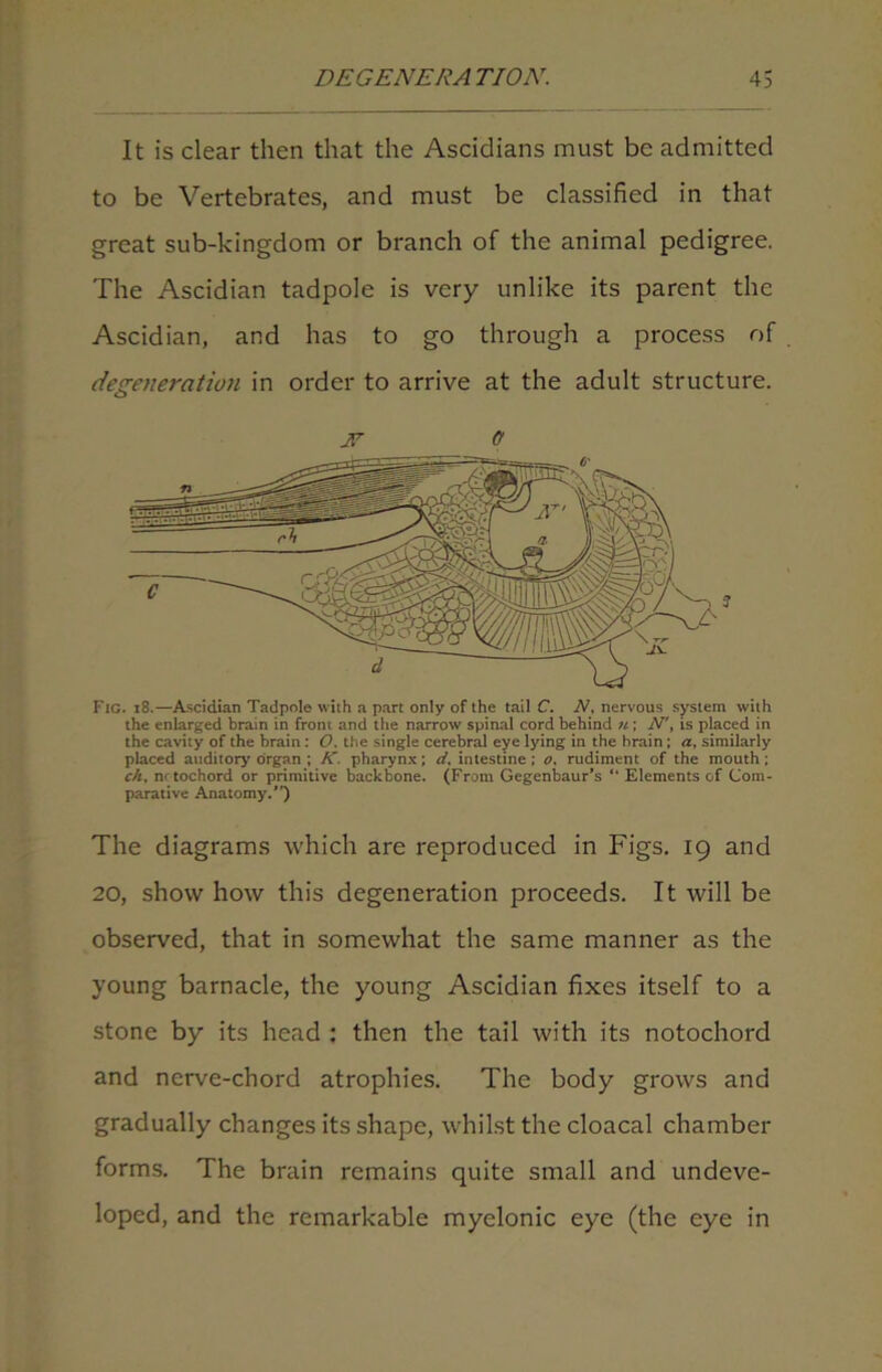 It is clear then that the Ascidians must be admitted to be Vertebrates, and must be classified in that great sub-kingdom or branch of the animal pedigree. The Ascidian tadpole is very unlike its parent the Ascidian, and has to go through a process of degeneration in order to arrive at the adult structure. jr o Fig. 18.—Ascidian Tadpole with a part only of the tail C. N, nervous system with the enlarged brain in front and the narrow spinal cord behind u; N\ is placed in the cavity of the brain: O. the single cerebral eye lying in the brain; a, similarly placed auditory organ ; K. pharynx; d. intestine ; o, rudiment of the mouth ; ch, notochord or primitive backbone. (From Gegenbaur's “ Elements of Com- parative Anatomy/') The diagrams which are reproduced in Figs. 19 and 20, show how this degeneration proceeds. It will be observed, that in somewhat the same manner as the young barnacle, the young Ascidian fixes itself to a stone by its head : then the tail with its notochord and nerve-chord atrophies. The body grows and gradually changes its shape, whilst the cloacal chamber forms. The brain remains quite small and undeve- loped, and the remarkable myelonic eye (the eye in