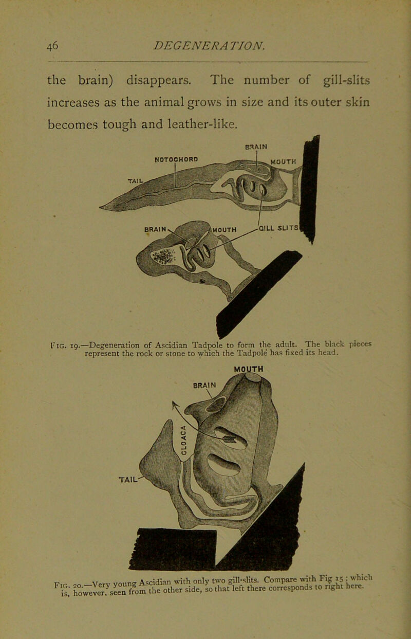 the brain) disappears. The number of gill-slits increases as the animal grows in size and its outer skin F ig. 19.—Degeneration of Ascidian Tadpole to form the adult. The black pieces represent the rock or stone to which the Tadpole has fixed its head. becomes tough and leather-like. B3AIN BRAIN _ ,, „„„„ Ascidian with onlv two gill-slits. Compare with Fig 15 ; which F is.' however Jseen from the other side, so that left there corresponds to right here. BRAIN TAIL'