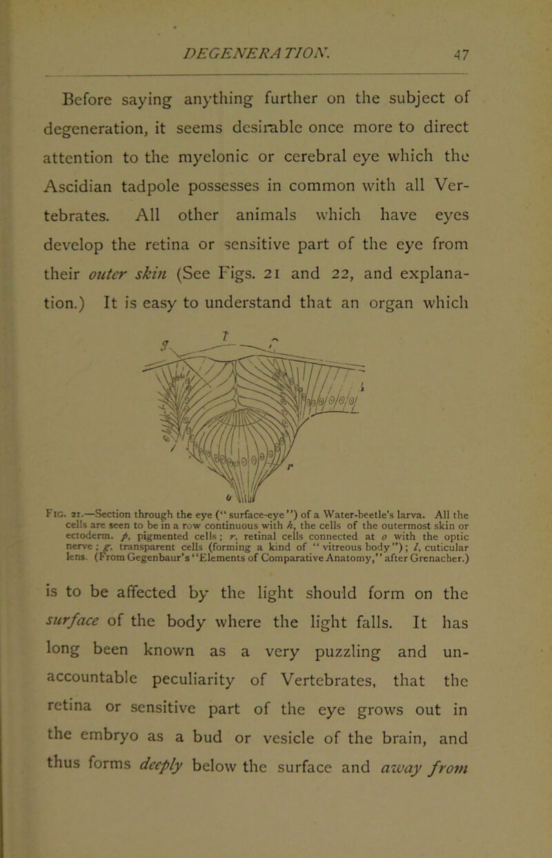 Before saying anything further on the subject of degeneration, it seems desirable once more to direct attention to the myelonic or cerebral eye which the Ascidian tadpole possesses in common with all Ver- tebrates. All other animals which have eyes develop the retina or sensitive part of the eye from their outer skin (See Figs. 21 and 22, and explana- tion.) It is easy to understand that an organ which Fig. 21.—Section through the eye (“ surface-eye”) of a Water-beetle’s larva. All the cells are seen to be in a row continuous with h, the cells of the outermost skin or ectoderm, p, pigmented cells ; r, retinal cells connected at o with the optic nerve transparent cells (forming a kind of “ vitreous body ”); l, cuticular lens. (From Gegenbaur’s “Elements of Comparative Anatomy,” after Grenacher.) is to be affected by the light should form on the surface of the body where the light falls. It has long been known as a very puzzling and un- accountable peculiarity of Vertebrates, that the retina or sensitive part of the eye grows out in the embryo as a bud or vesicle of the brain, and thus forms deeply below the surface and aivay from