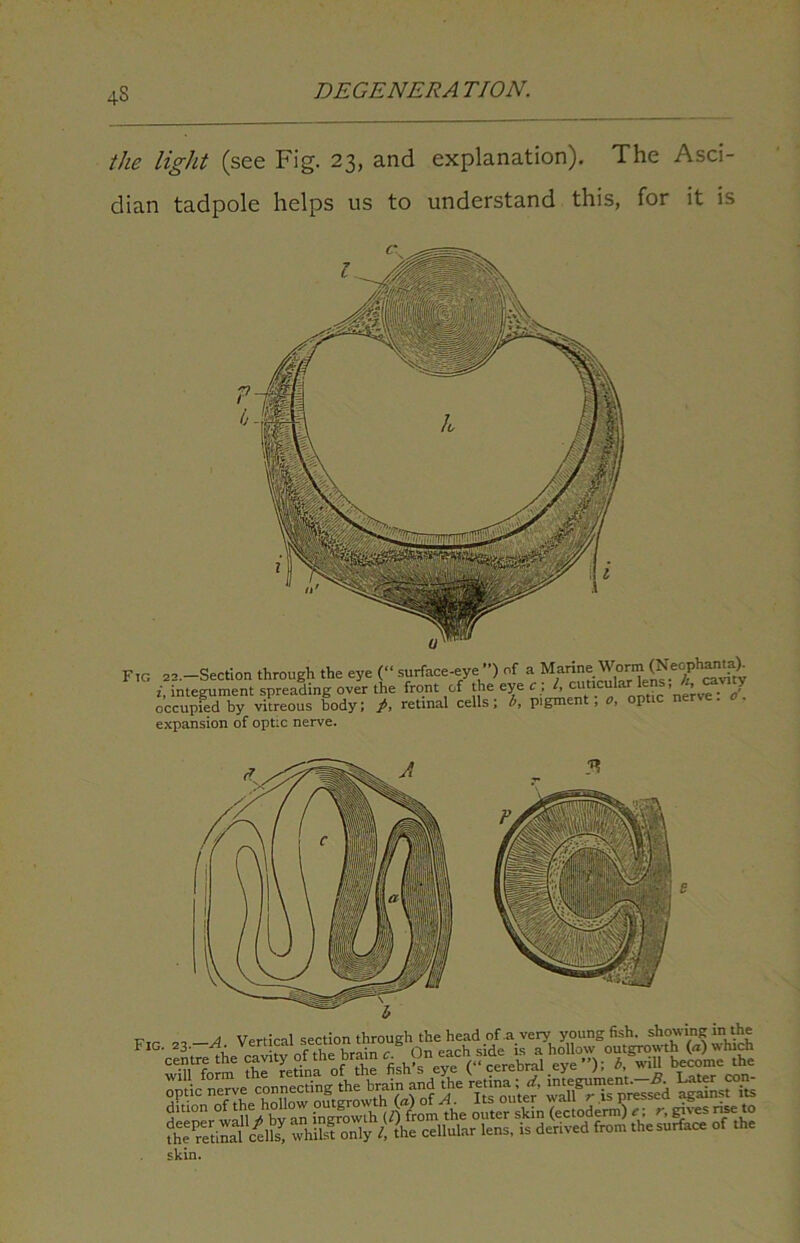 4s the light (see Fig. 23, and explanation). The Asci- dian tadpole helps us to understand this, for it is Fig 22.—Section through the eye (“ surface-eye”) of a i, integument spreading over the front of the eye c ; h “ ’ ve : o'. occupied by vitreous body; i>, retinal cells ; b, pigment, o, p expansion of optic nerve. „„ A Vertical section through the head of a very young fish, showing in the skin.