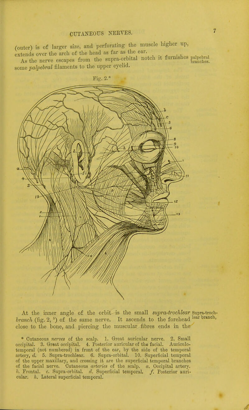 (outer) is of larger size, and perforating the muscle higher up, extends over the arch of the head as far as the ear. As the ner^-e escapes from the supra-orbital notch it furmshes palpebral some iMlpehral filaments to the upper eyelid. Fiff. 2.* At the inner angle of the orbit is the small supra-trochlear Supra-troch- branch (fig. 2, of the same nerve. It ascends to the forehead close to the bone, and piercing the muscular fibres ends in the * Cutaneous nerves of the scalp. 1. Great auricular nerve. 2. Small occipital. 3. Great occipital. 4. Posterior auricular of the facial. Auriculo- temporal (not numbered) in front of the ear, by the side of the temporal artery, d. 5. Supra-trochlear. 6. Supra-orbital. 10. Superficial temporal of the upper maxillary, and crossing it are the s\iperficial temporal branches of the facial nerve. Cutaneous arteries of the scalp, a. Occipital artery. h. Frontal, c. Supra-orbital, d. Superficial temporal. /. Posterior auri- cular, h. Lateral superficial temporal.