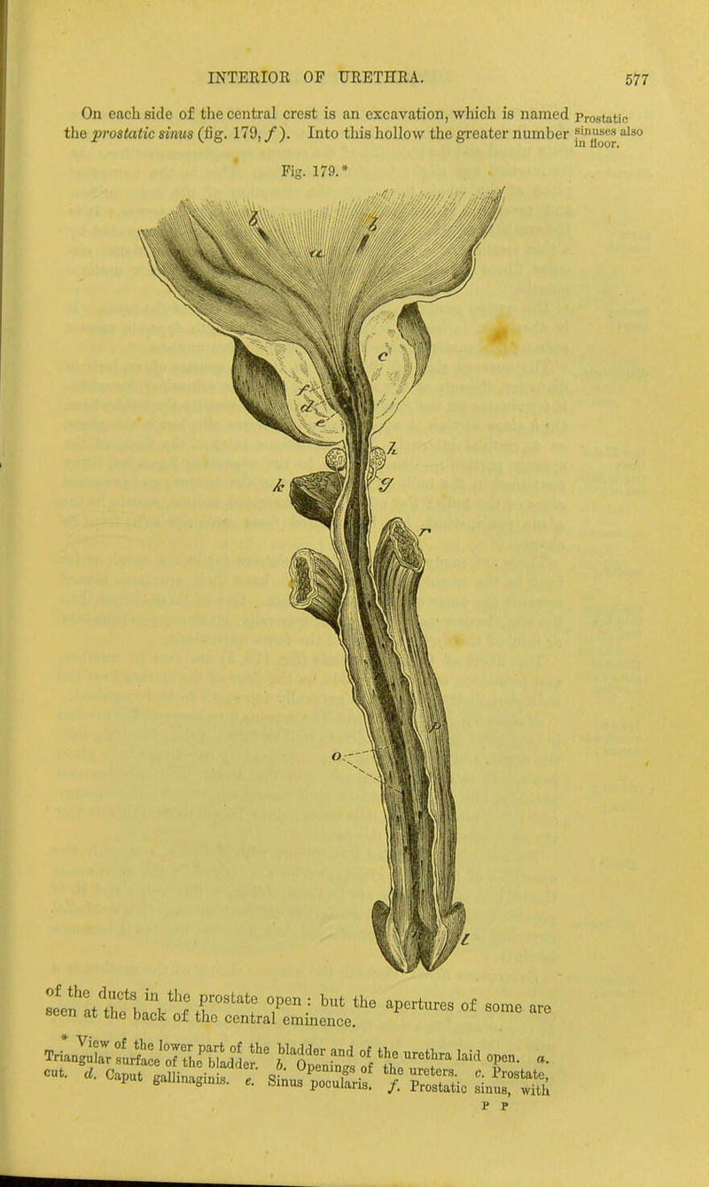 On each side of thecenti'al crest is an excavation, which is named Prostatic the prostatic sinus (fig. 179, /). Into this hollow the greater nuinher f^^^^^^ Fig. 179.* sle^atthe hiokt'r'''*r T': ^P^^*-^« seen at the back of the central eminence