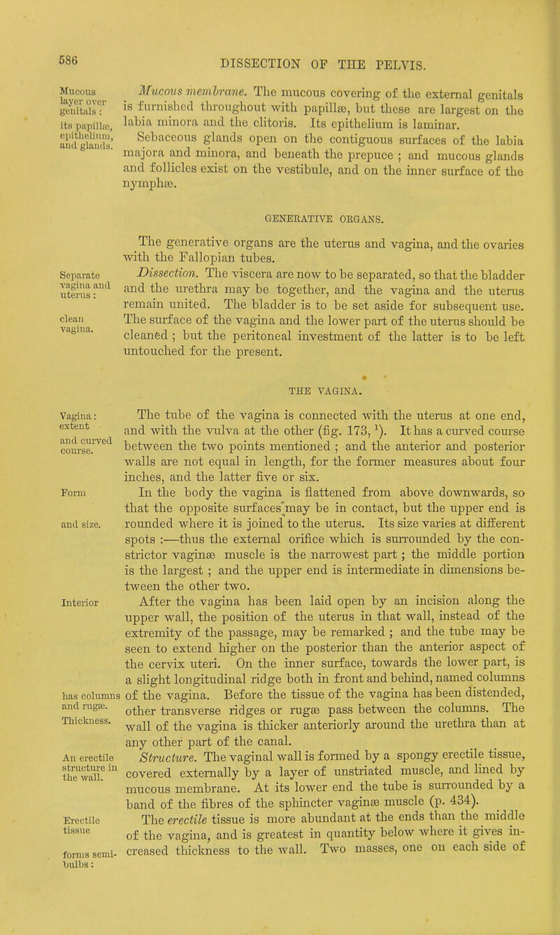 Mucous layer over gonitiils: its papillro, cpitlieliniu, ami glamls. Mucous membrane. The mucous covering of the external genitals is furnished throughout with papillaa, but these are largest on the labia minora and the clitoris. Its epithelium is laminar. Sebaceous glands open on the contiguous surfaces of the labia majora and minora, and beneath the prepuce ; and mucous glands and follicles exist on the vestibule, and on the inner surface of the nymphte. GENERATIVE OEGANS. Separate vagina and uterus : clean vagina. The generative organs are the uterus and vagina, and the ovaries ■with the Fallopian tubes. Dissection. The viscera are now to be separated, so that the bladder and the urethra may be together, and the vagina and the uterus remain united. The bladder is to be set aside for subsequent use. The surface of the vagina and the lower part of the uterus should be cleaned ; but the peritoneal investment of the latter is to be left untouched for the present. Vagina: extent and curved course. Fomi and size. Interior has columns and rugje. Tliicluiess. An erectile stnicture in the wall. Erectile tissue forms senii- IjuIIjs : THE VAGINA. The tube of the vagina is connected with the uterus at one end, and with the vulva at the other (fig. 173, ^). It has a cui-s^ed course between the two points mentioned ; and the anterior and posterior walls are not equal in length, for the foimer measnres about four inches, and the latter five or six. In the body the vagina is flattened fi'om above downwards, so that the opposite surf aces'may be in contact, but the upper end is rounded where it is jouaed to the uterus. Its size varies at different spots :—thus the external orifice which is sun-ounded by the con- strictor vaginge muscle is the narrowest part; the middle portion is the largest ; and the upper end is intermediate in dimensions be- tween the other two. After the vagina has been laid open by an incision along the upper wall, the position of the uterus in that wall, instead of the extremity of the passage, may be remai'ked ; and the tube may be seen to extend higher on the posterior than the anterior aspect of the cervix uteri. On the inner surface, towards the lower part, is a slight longitudinal ridge both in fi'ont and behind, named columns of the vagina. Before the tissue of the vagina has been distended, other transverse ridges or rugae pass between the columns. The wall of the vagina is thicker anteriorly around the urethra than at any other part of the canal. Structure. The vaginal wall is formed by a spongy erectile tissue, covered externally by a layer of unstriated muscle, and lined by mucous membrane. At its lower end the tube is surrounded by a band of the fibres of the sphmcter vaginaa muscle (p. 434). The eo-ectile tissue is more abundant at the ends than the middle of the vagina, and is greatest in quantity below where it gives m- creased thickness to the Avail. Two masses, one on each side of