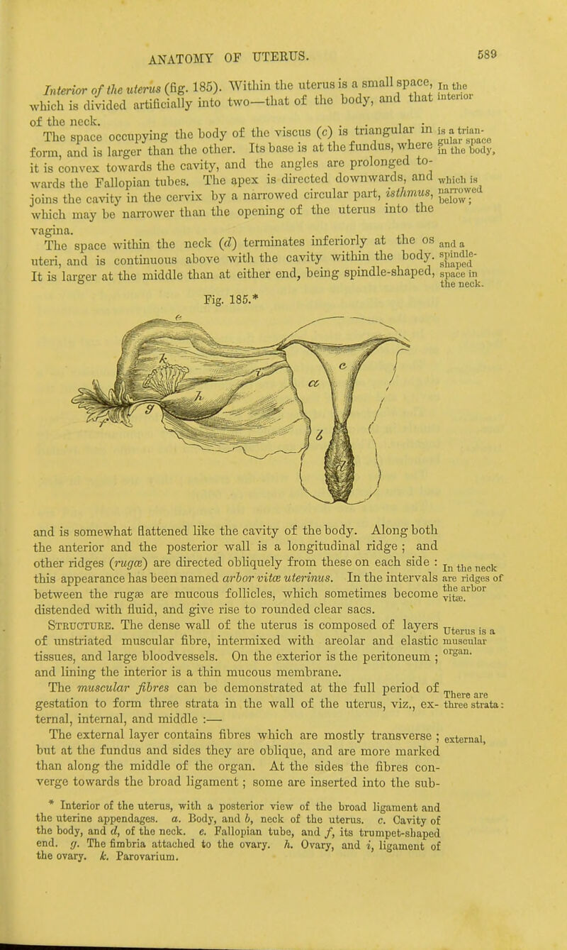 ANATOMY OF UTERUS. Interior of the utems (fig. 185). Within the uterus is a small space i which is divided artificially into two-that of the body, and that mtenor of the neck. ..... i The space occupying the body of the viscus (c) is tnangular in i^^^^^ form and is larger than the other. Its base is at the fundus, where ^ {^^^^,^ it is convex towards the cavity, and the angles are prolonged to- wards the Fallopian tubes. The apex is directed downwards, and „,j,icu is joins the ca^nty in the cervix by a naiTOwed circular part, isthvius, 'janowed wliich may be nan-ower than the opening of the uterus into the vagina. The space within the neck {d) terminates inferiorly at the os ^nd a uteri, and is continuous above with the cavity within the body, s^die- It is larger at the middle than at either end, being spindle-shaped, space in ° the neck. Fig. 185.* and is somewhat flattened like the cavity of the body. Along both the anterior and the posterior wall is a longitudinal ridge ; and other ridges (ragce) are directed obhquely from these on each side : ^j^^ ^^^^ this appearance has been named arhor vitce utennits. In the intervals are ridges of between the rugte are mucous follicles, which sometimes become v^'!'^'^ distended with fluid, and give rise to rounded clear sacs. Structure. The dense wall of the uterus is composed of laj^ers uterus is a of unstriated muscular fibre, intermixed with areolar and elastic muscular tissues, and large bloodvessels. On the exterior is the peritoneum ; and lining the interior is a thin mucous membrane. The muscular fibres can be demonstrated at the full period of C I • 1 11 c 1 There are gestation to form three strata m the wall of the uterus, viz., ex- thiee strata: ternal, internal, and middle :— The external layer contains fibres which are mostly transverse ; external but at the fundus and sides they are oblique, and are more marked than along the middle of the organ. At the sides the fibres con- verge towards the broad ligament; some are inserted into the sub- * Interior of the uterus, with a posterior view of the broad ligaraent and the uterine appendages, a. Bodj-, and b, neck of the uterus, c. Cavity of the body, and d, of the neck. e. Fallopian tube, and /, its trumpet-shaped end. (J. The fimbria attached to the ovary, h. Ovary, and i, ligament of the ovary, k. Parovarium.