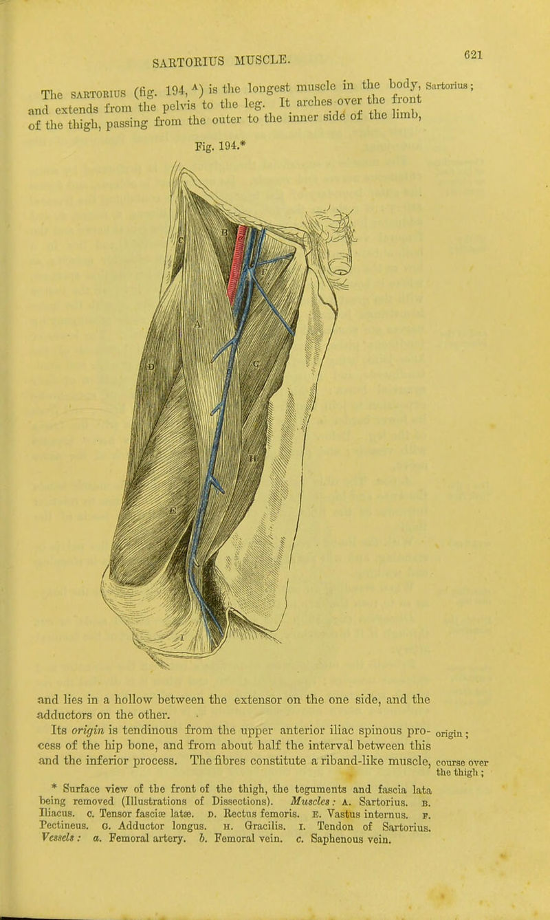 SARTOMUS MUSCLE. The SARTORiUR (fig. 194/) is the longest muscle in the body sartorius; anre.tenr±Vom\he pelvis4o the leg- It arcbes^o^^er tlj. W of the thigh, passing from the outer to the mner side of the hmb, Fig. 194 * and lies in a hollow between the extensor on the one side, and the adductors on the other. Its origin is tendinous from the upper anterior iliac spinous pro- origin; cess of the hip bone, and from about half the interval between this and the inferior process. The fibres constitute a riband-like muscle, course over the thigh; * Surface view of the front of the thigh, the teguments and fascia lata being removed (Illustrations of Dissections). Muscles: A. Sartorius. b. Iliacus. c. Tensor fasciae latae. d. Rectus femoris. E. Vastus internus. f. Pectineus. o. Adductor longus. h. Gracilis, i. Tendon of Sartorius. Vessels: a. Femoral artery. 6. Femoral vein. c. Saphenous vein.