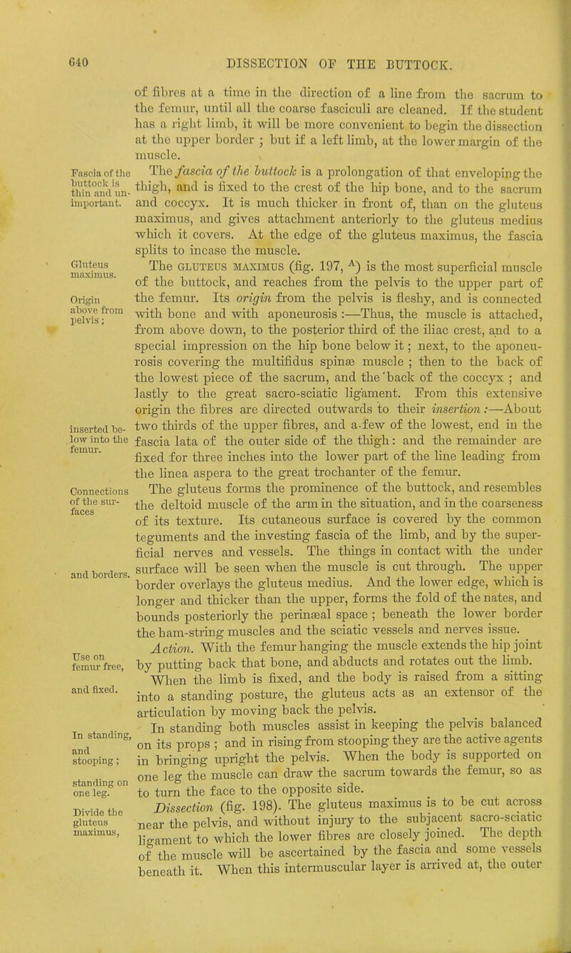 Fascia of tlie buttock is thin and un- iiiipoi'tiiut. Gluteus maximus. Origin abovo from pelvis; inserted be- low into the femur. Connections of the sur- faces and borders. Use on femur free, and fixed. In standing, and stooping; standing on one leg. Divide the gluteus maximus, of fibres at a timo in tlie direction of a line from the sacrum to the femur, until all the coarse fasciculi are cleaned. If the student has a right limb, it will be more convenient to begin the dissection at the upper border ; but if a left limb, at the lower margin of the muscle. The fascia of the huttoch is a prolongation of that enveloping the thigh, and is fixed to the crest of the hip bone, and to the sacrum and coccyx. It is much thicker in front of, than on the gluteus maximus, and gives attachment anteriorly to the gluteus medius which it covers. At the edge of the gluteus maximus, the fascia splits to incase the muscle. The GLUTEUS MAXIMUS (fig. 197, ^) is the most superficial muscle of the buttock, and reaches fi-om the pelvis to the upper part of the femur. Its origin fxova. the pelvis is fleshy, and is connected with bone and with aponeurosis :—Thus, the muscle is attached, from above down, to the posterior third of the iliac crest, and to a special impression on the hip bone below it; next, to the aponeu- rosis covering the multifidus spinas muscle ; then to the back of the lowest piece of the sacrum, and the 'back of the coccytx ; and lastly to the great sacro-sciatic ligament. From this extensive origin the fibres are directed outwards to their insertion:—About two thirds of the upper fibres, and a-few of the lowest, end in the fascia lata of the outer side of the thigh: and the remainder are fixed for three inches into the lower part of the line leading from the linea aspera to the great trochanter of the femur. The gluteus forms the prominence of the buttock, and resembles the deltoid muscle of the arm in the situation, and in the coarseness of its texture. Its cutaneous surface is covered by the common teguments and the investing fascia of the limb, and by the super- ficial nerves and vessels. The things in contact with the under surface Avill be seen when the muscle is cut through. The upper border overlays the gluteus medius. And the lower edge, which is longer and thicker than the upper, forms the fold of the nates, and bounds posteriorly the perinaeal space ; beneath the lower border the ham-string muscles and the sciatic vessels and nerves issue. Action. With the femur hanging the muscle extends the hip joint by putting back that bone, and abducts and rotates out the limb. When the limb is fixed, and the body is raised fi-om a sittmg into a standing posture, the gluteus acts as an extensor of the articulation by moving back the pehns. In standing both muscles assist in keeping the pelvis balanced on its props ; and in rismg from stooping they are the active agents in bringing upright the pelvis. When the body is supported on one leg the muscle can draw the sacrum towards the femur, so as to turn the face to the opposite side. Dissection (fig. 198). The gluteus maximus is to be cut across near the pelvis, and without injury to the subjacent sacro-sciatic ligament to which the lower fibres are closely jomed. The depth of the muscle will be ascertained by the fascia and some vessels beneath it. When this intermuscular layer is arrived at, the outer