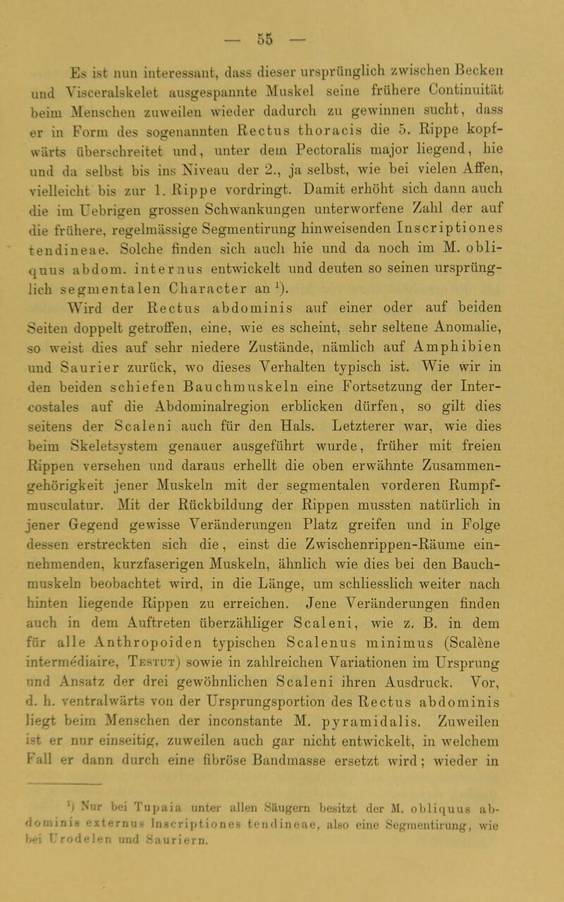 Es ist nun interessant, dass dieser ursprünglich zwischen Becken und Visceralskelet ausgespannte Muskel seine frühere Continuität beim Menschen zuweilen wieder dadurch zu gewinnen sucht, dass er in Form des sogenannten Rectus thoracis die 5. Rippe kopf- wärts überschreitet und, unter dem Pectoralis major liegend, hie und da selbst bis ins Niveau der 2., ja selbst, wie bei vielen Affen, vielleicht bis zur 1. Rippe vordringt. Damit erhöht sich dann auch die im Uebrigen grossen Schwankungen unterworfene Zahl der auf die frühere, regelmässige Segmentirung hinweisenden Inscriptiones tendineae. Solche finden sich auch hie und da noch im M. obli- eg uus ab dom. internus entwickelt und deuten so seinen ursprüng- lich segmentalen Character an1). Wird der Rectus abdominis auf einer oder auf beiden Seiten doppelt getroffen, eine, wie es scheint, sehr seltene Anomalie, so weist dies auf sehr niedere Zustände, nämlich auf Amphibien und Saurier zurück, wo dieses Verhalten typisch ist. Wie wir in den beiden schiefen Bauchmuskeln eine Fortsetzung der Inter- costales auf die Abdominalregion erblicken dürfen, so gilt dies seitens der Scaleni auch für den Hals. Letzterer war, wie dies beim Skeletsystem genauer ausgeführt wurde, früher mit freien Rippen versehen und daraus erhellt die oben erwähnte Zusammen- gehörigkeit jener Muskeln mit der segmentalen vorderen Rurnpf- musculatur. Mit der Rückbildung der Rippen mussten natürlich in jener Gegend gewisse Veränderungen Platz greifen und in Folge dessen erstreckten sich die, einst die Zwischenrippen-Räume ein- nehmenden, kurzfaserigen Muskeln, ähnlich wie dies bei den Bauch- muskeln beobachtet wird, in die Länge, um schliesslich weiter nach hinten liegende Rippen zu erreichen. Jene Veränderungen finden auch in dem Auftreten überzähliger Scaleni, wie z. B. in dem für alle Anthropoiden typischen Scalenus minimus (Scalene intermediaire, Testut) sowie in zahlreichen Variationen im Ursprung und Ansatz der drei gewöhnlichen Scaleni ihren Ausdruck. Vor, d. h. ventralwärts von der Ursprungsportion des Rectus abdominis liegt beim Menschen der inconstante M. pyramidalis. Zuweilen ist er nur einseitig, zuweilen auch gar nicht entwickelt, in welchem Fall er dann durch eine fibröse Bandmasse ersetzt wird ; wieder in l) Nur bei Tupaia unter allen Säugern besitzt der M. obliquus ab- dominis externu* Inscriptiones tendineae, also eine Segmentirung, wie bei Urodelen und Sauriern.