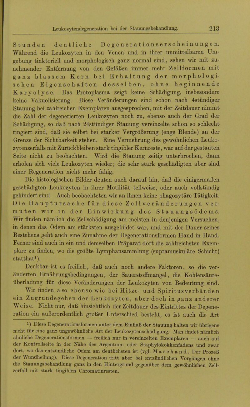 Stunden deutliche Degenerationserscheinungen. Während die Leukozyten in den Venen und in ihrer unmittelbaren Um- gebung tinktoriell und morphologisch ganz normal sind, sehen wir mit zu- nehmender Entfernung von den Gefäßen immer mehr Zellformen mit ganz blassem Kern bei Erhaltung der morphologi- schen Eigenschaften desselben, ohne beginnende Karyolyse. Das Protoplasma zeigt keine Schädigung, insbesondere keine Vakuolisierung. Diese Veränderungen sind schon nach 4stündiger Stauung bei zahlreichen Exemplaren ausgesprochen, mit der Zeitdauer nimmt die Zahl der degenerierten Leukozyten noch zu, ebenso auch der Grad der Schädigung, so daß nach 24stündiger Stauung vereinzelte schon so schlecht tingiert sind, daß sie selbst bei starker Vergrößerung (enge Blende) an der Grenze der Sichtbarkeit stehen. Eine Vermehrung des gewöhnlichen Leuko- zyten^erfalls mit Zurückbleiben stark tingibler Kernreste, war auf der gestauten Seite nicht zu beobachten. Wird die Stauung zeitig unterbrochen, dann erholen sich viele Leukozyten wieder; die sehr stark geschädigten aber sind einer Regeneration nicht mehr fähig. Die histologischen Büder deuten auch darauf hin, daß die einigermaßen geschädigten Leukozyten in ihrer Motilität teilweise, oder auch vollständig gehindert sind. Auch beobachteten wir an ihnen keine phagozytäre Tätigkeit. Die Hauptursache für diese Zellveränderungen ver- muten wir in der Einwirkung des Stauungsödems. Wir finden nämlich die Zellschädigung am meisten in denjenigen Versuchen, in denen das ödem am stärksten ausgebildet war, und mit der Dauer seines Bestehens geht auch eine Zunahme der Degenerationsformen Hand in Hand. Ferner sind auch in ein und demselben Präparat dort die zahlreichsten Exem- plare zu finden, wo die größte Lymphansammlung (supramuskuläre Schicht) statthat^). Denkbar ist es freilich, daß auch noch andere Faktoren, so die ver- änderten Ernährungsbedingungen, der Sauerstoffmangel, die Kohlensäure- überladung für diese Veränderungen der Leukozyten von Bedeutimg sind. Wir finden also ebenso wie bei Hitze- und Spiritusverbänden ein Zugrundegehen der Leukozyten, aber doch in ganz anderer Weise. Nicht nur, daß hinsichtlich der Zeitdauer des Eintrittes der Degene- ration ein außerordentHch großer Unterschied besteht, es ist auch die Art 1) Diese Degenerationsformen unter dem Einfluß der Stauung halten wir übrigens nicht für eine ganz ungewöhnliche Art der Leukozytenschädigung. Man findet nämlich ähnliche Degenerationsformen — freihch nur in vereinzelten Exemplaren — auch auf der Kontrollseite in der Nähe des Argentum- oder Staphylokokkenfadens und zwar dort, wo das entzündhche ödem am deuthchsten ist (vgl. Marchand, Der Prozeß der Wundheilung). Diese Degeneration tritt aber bei entzündlichen Vorgängen ohne die Stauimgsbehandlung ganz in den Hintergrund gegenüber dem gewöhnlichen Zell- zerfall mit stark tingiblen Chromatinresten.