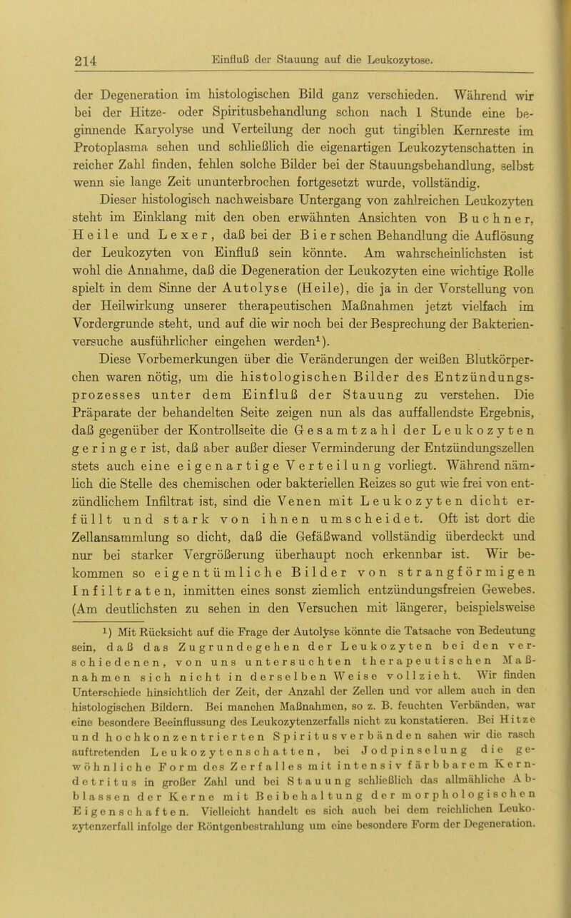 der Degeneration im histologischen Bild ganz verschieden. Während wir bei der Hitze- oder Spiritusbehandlung schon nach 1 Stunde eine be- ginnende Karyolyse und Verteilung der noch gut tingiblen Kernreste im Protoplasma sehen und schließlich die eigenartigen Leukozytenschatten in reicher Zahl finden, fehlen solche Bilder bei der Stauungsbehandlung, selbst wenn sie lange Zeit ununterbrochen fortgesetzt wurde, vollständig. Dieser histologisch nachweisbare Untergang von zahlreichen Leukozyten steht im Einklang mit den oben erwähnten Ansichten von B u c h n e r, Heile und L e x e r , daß bei der Bier sehen Behandlung die Auflösung der Leukozyten von Einfluß sein könnte. Am wahrscheinlichsten ist wohl die Amiahme, daß die Degeneration der Leukozyten eine wichtige Rolle spielt in dem Sinne der Autolyse (Heile), die ja in der Vorstellung von der Heilwirkimg unserer therapeutischen Maßnahmen jetzt vielfach im Vordergrunde steht, und auf die wir noch bei der Besprechung der Bakterien- versuche ausführhcher eingehen werden^). Diese Vorbemerkungen über die Veränderungen der weißen Blutkörper- chen waren nötig, um die histologischen Bilder des Entzündungs- prozesses unter dem Einfluß der Stauung zu verstehen. Die Präparate der behandelten Seite zeigen nun als das auffallendste Ergebnis, daß gegenüber der Kontrollseite die Gesamtzahl der Leukozyten geringer ist, daß aber außer dieser Verminderung der Entzündungszellen stets auch eine eigenartige Verteilung vorliegt. Während näm- lich die Stelle des chemischen oder bakteriellen Reizes so gut wie frei von ent- zündlichem Infiltrat ist, sind die Venen mit Leukozyten dicht er- füllt und stark von ihnen umscheidet. Oft ist dort die Zellansammlimg so dicht, daß die Gefäßwand vollständig überdeckt und nur bei starker Vergrößerung überhaupt noch erkennbar ist. Wir be- kommen so eigentümliche Bilder von strangförmigen Infiltraten, inmitten eines sonst ziemlich entzündungsfreien Gewebes. (Am deutlichsten zu sehen in den Versuchen mit längerer, beispielsweise 1) Mit Eücksicht auf die Frage der Autolyse könnte die Tatsache von Bedeutung sein, daß das Zugrundegehen der Leukozyten bei den ver- schiedenen, von uns untersuchten therapeutischen Maß- nahmen sich nicht in derselben Weise vollzieht. Wir finden Unterschiede hinsichthch der Zeit, der Anzahl der Zellen und vor allem auch in den histologischen Bildern. Bei manchen Maßnahmen, so z. B. feuchten Verbänden, war eine besondere Beeinflussung des Leukozytenzerfalls nicht zu konstatieren. Bei Hitze und hochkonzentrierten Spiritusverbänden sahen wir die rasch auftretenden Leukozytenschatten, bei Jodpinselung die ge- wöhnliche Form des Zerfalles mit intensiv färbbarem Kern- detritus in großer Zahl und bei Stauung schließlich das allmähliche A b- blassen der Kerne mit Beibehaltung der morphologischen Eigenschaften. Vielleicht handelt es sich auch bei dem reichlichen Leuko- zytenzerfall infolge der Röntgenbestrahlung um eine besondere Form der Degeneration.